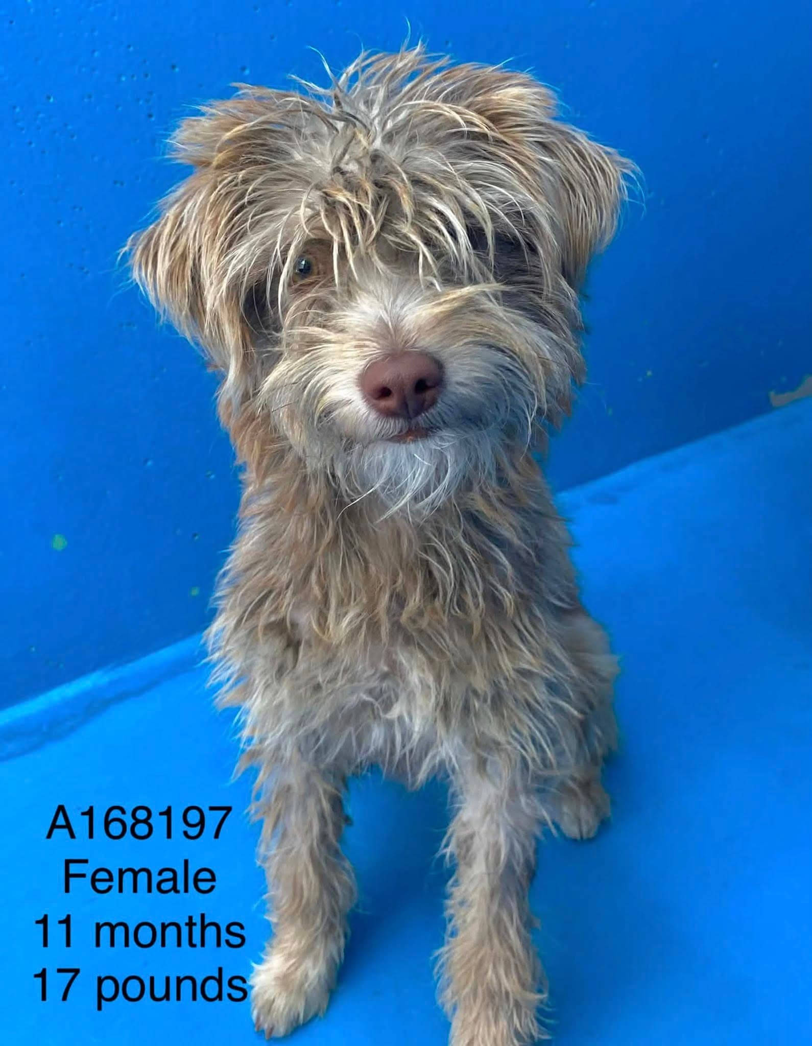 Aioli - Terrier Mix available for adoption at BARCS Rescue in Calgary