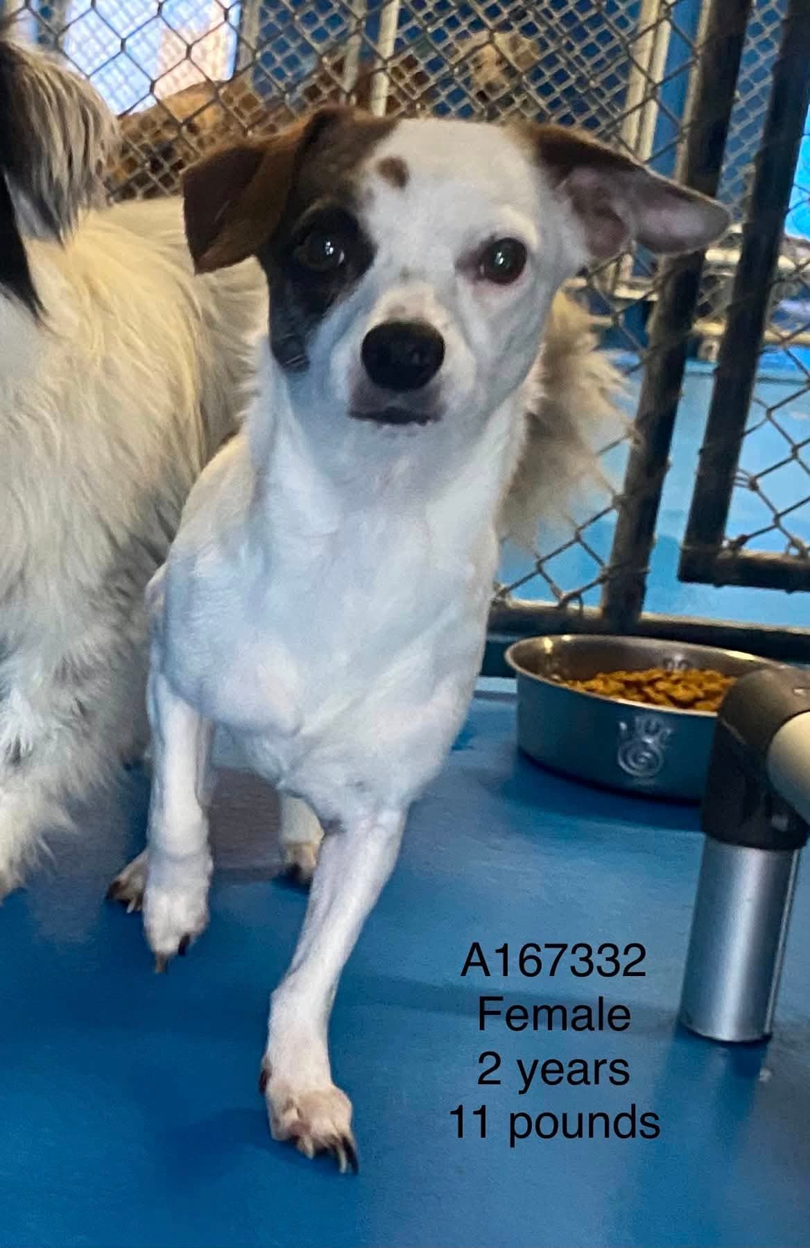 French Onion - Chihuahua Mix available for adoption at BARCS Rescue in Calgary
