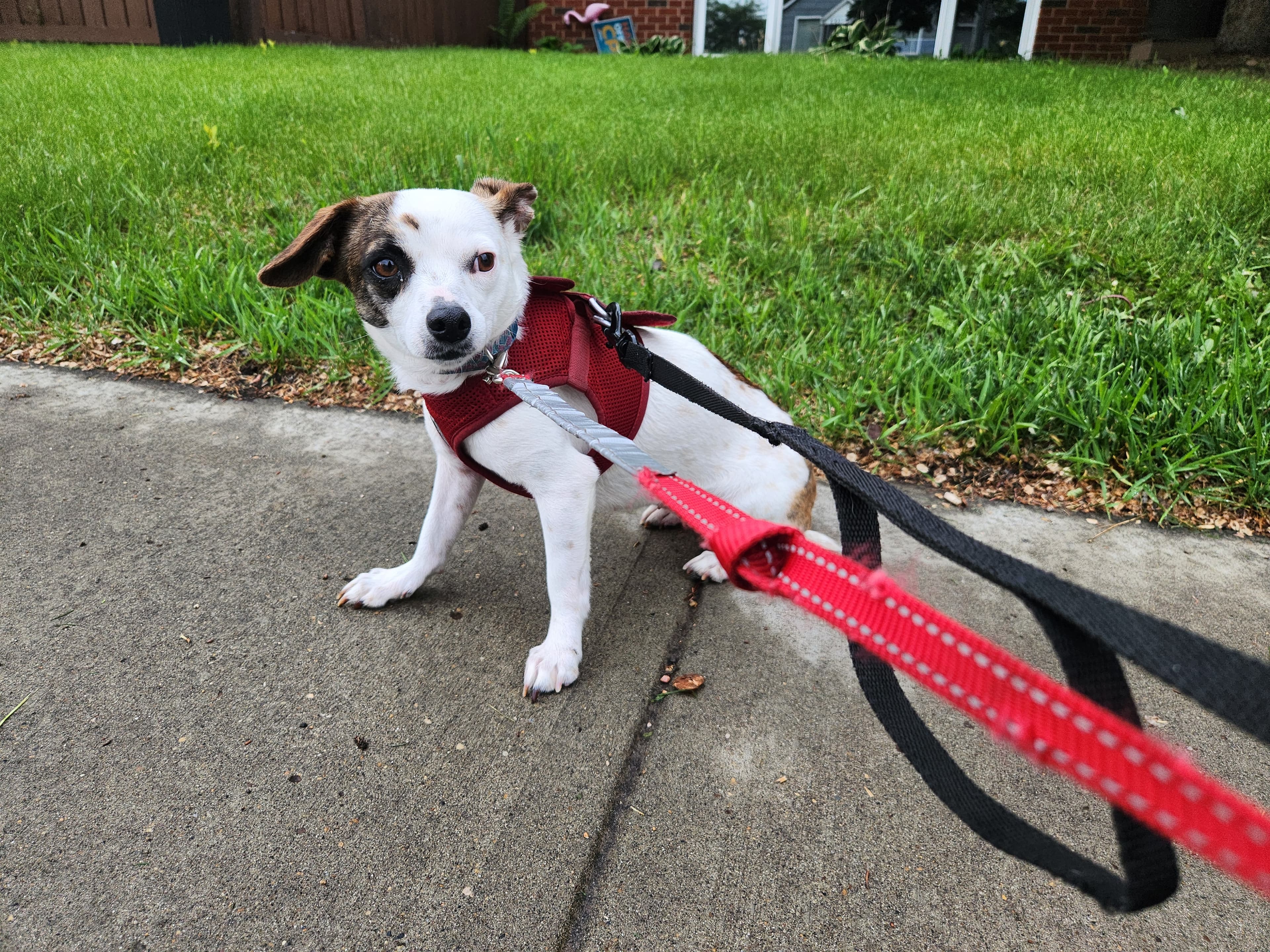 French Onion - Chihuahua Mix available for adoption