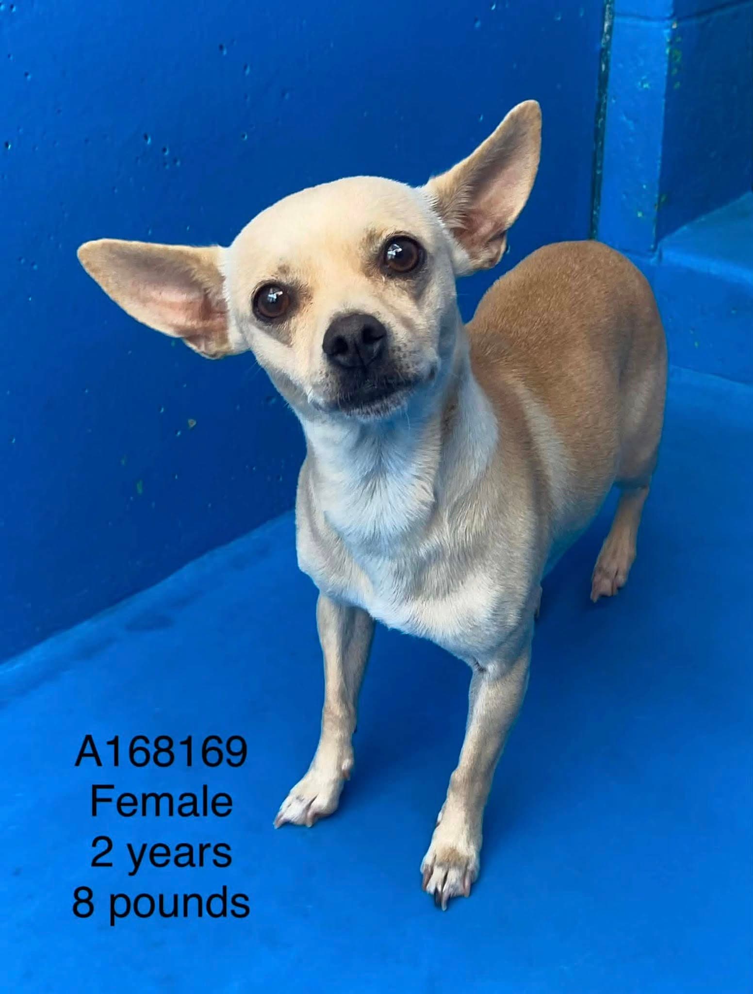 Tzatziki - Chihuahua Mix available for adoption at BARCS Rescue in Calgary