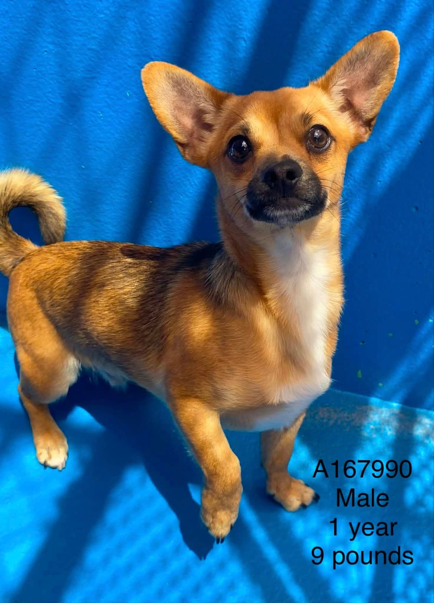 Gazpacho - Chihuahua Mix available for adoption at BARCS Rescue in Calgary