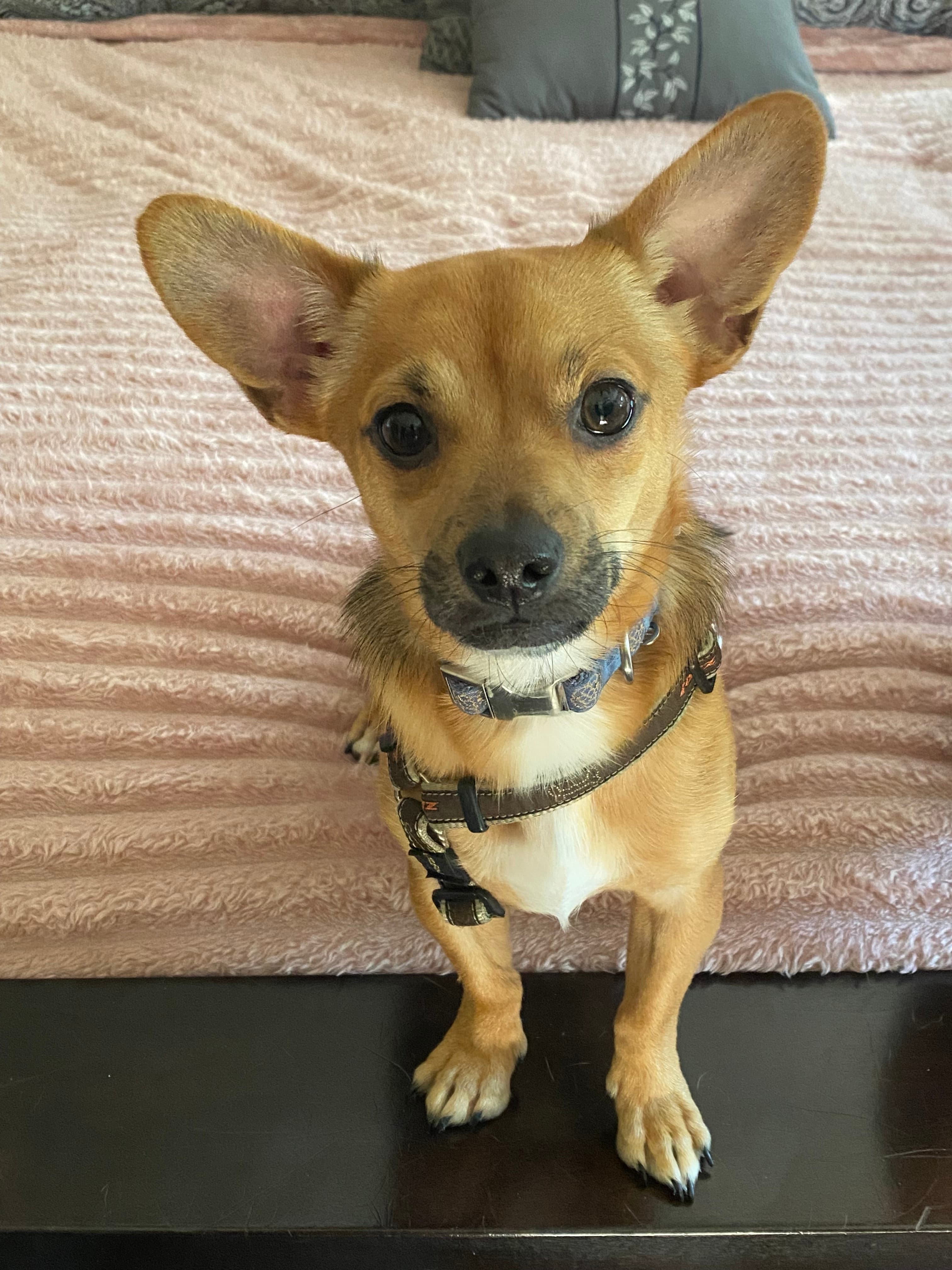 Gazpacho - Chihuahua Mix available for adoption