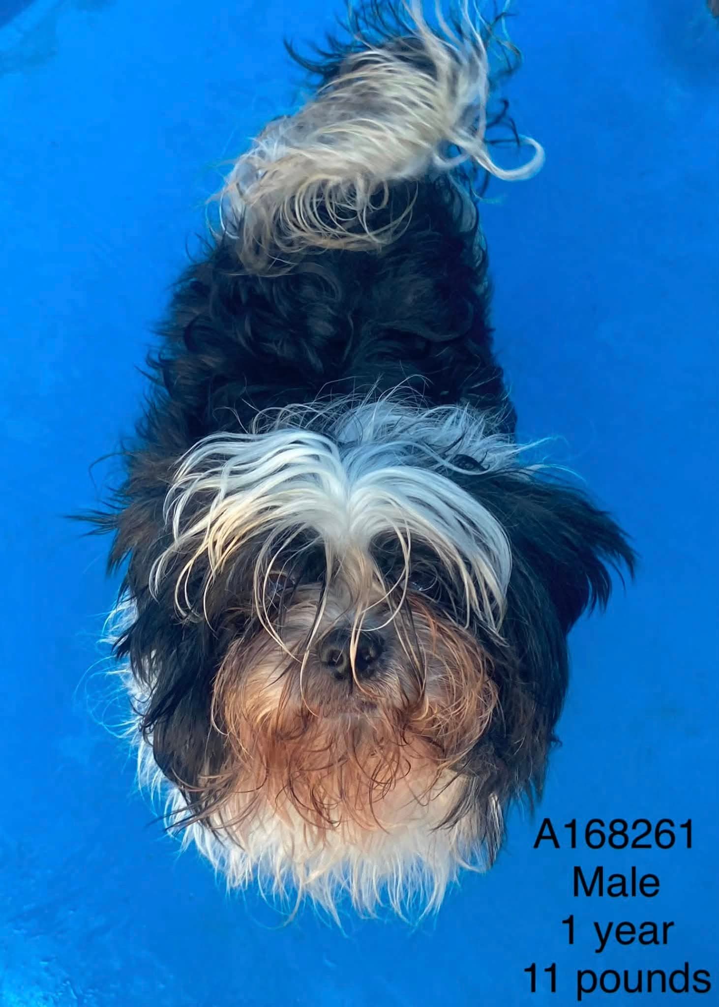Chicken Noodle - Shih Tzu Mix available for adoption at BARCS Rescue in Calgary