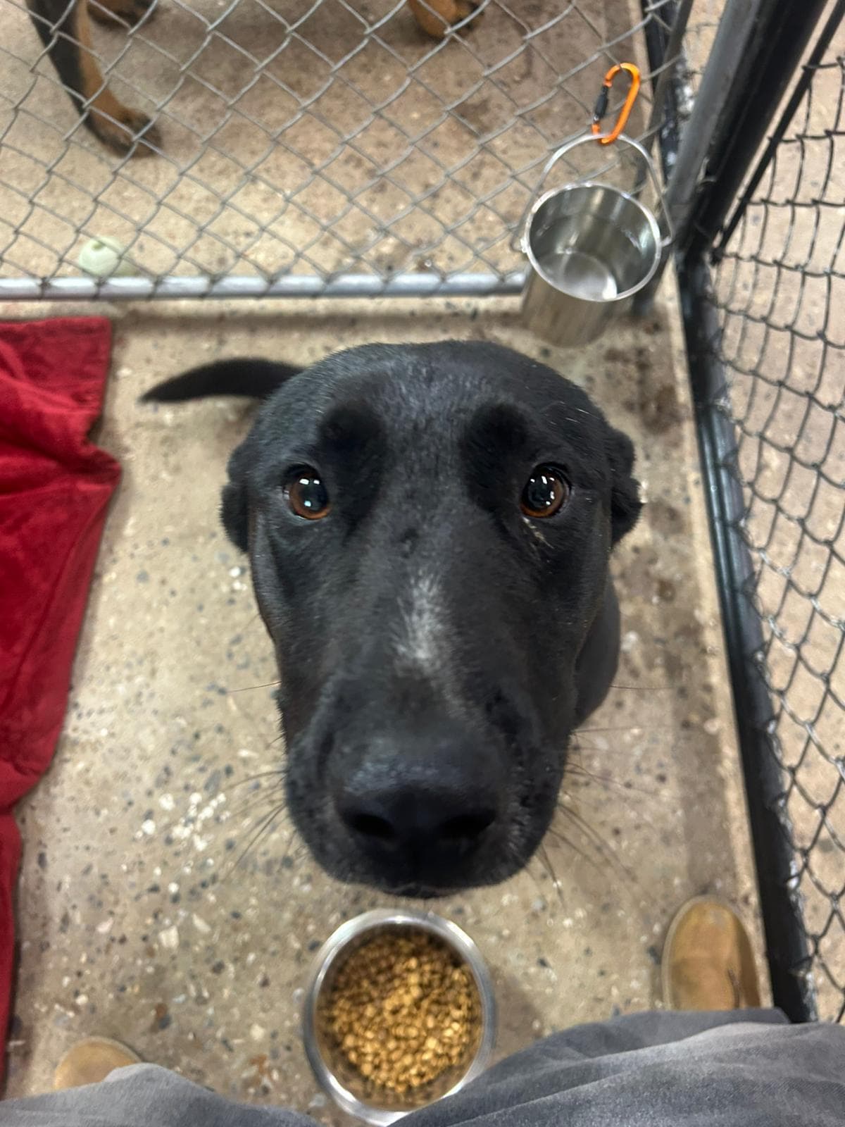 Chunk - Lab Mix available for adoption at BARCS Rescue in Calgary