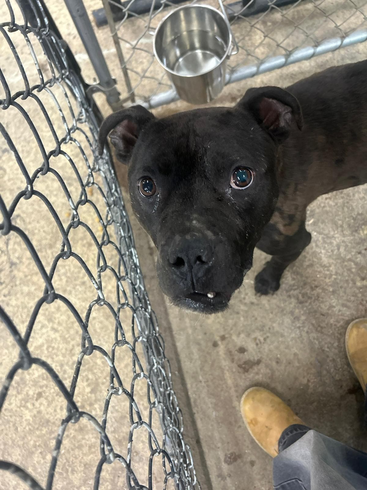 Nugget - Bully/Lab Mix available for adoption at BARCS Rescue in Calgary