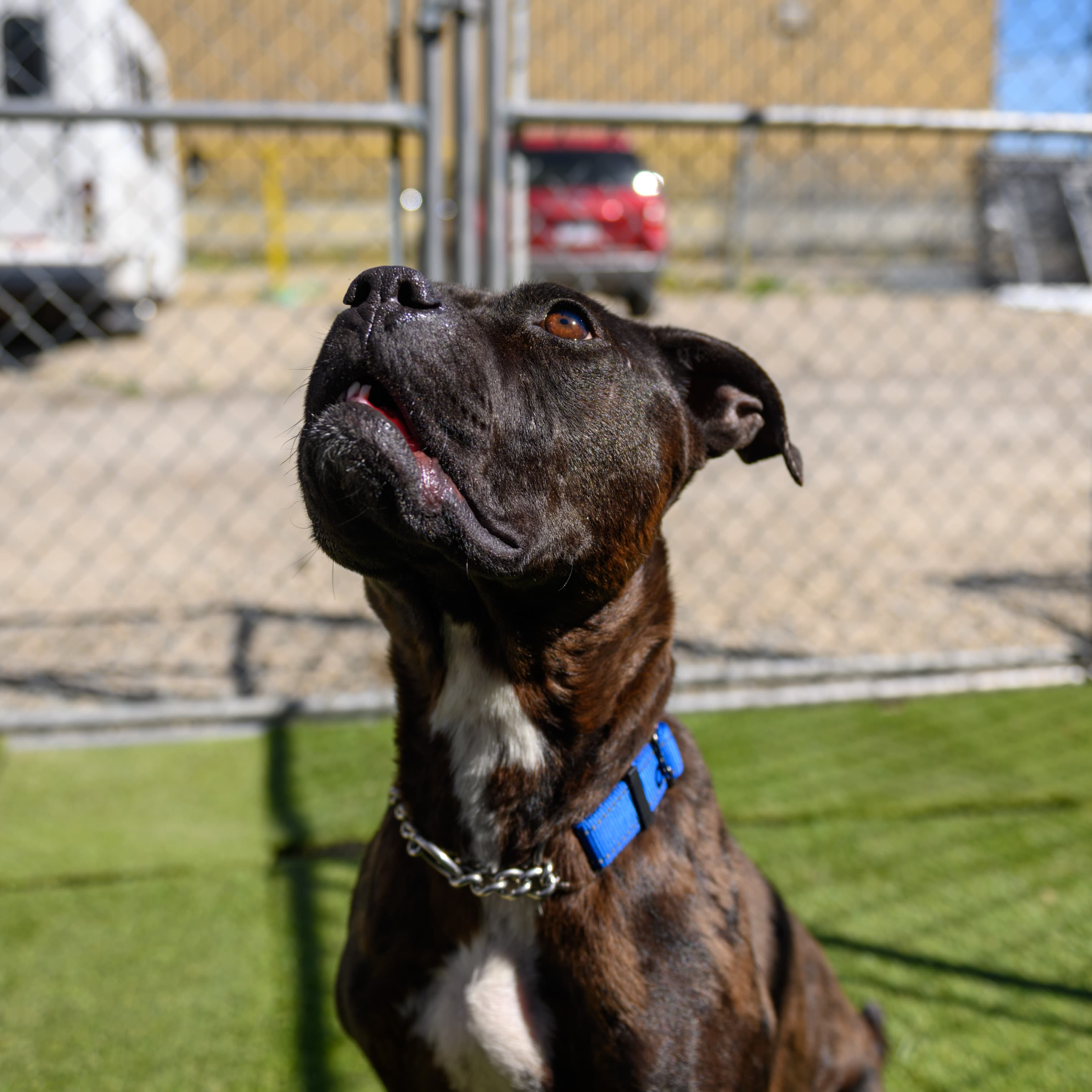 Nugget - Bully/Lab Mix available for adoption in Alberta