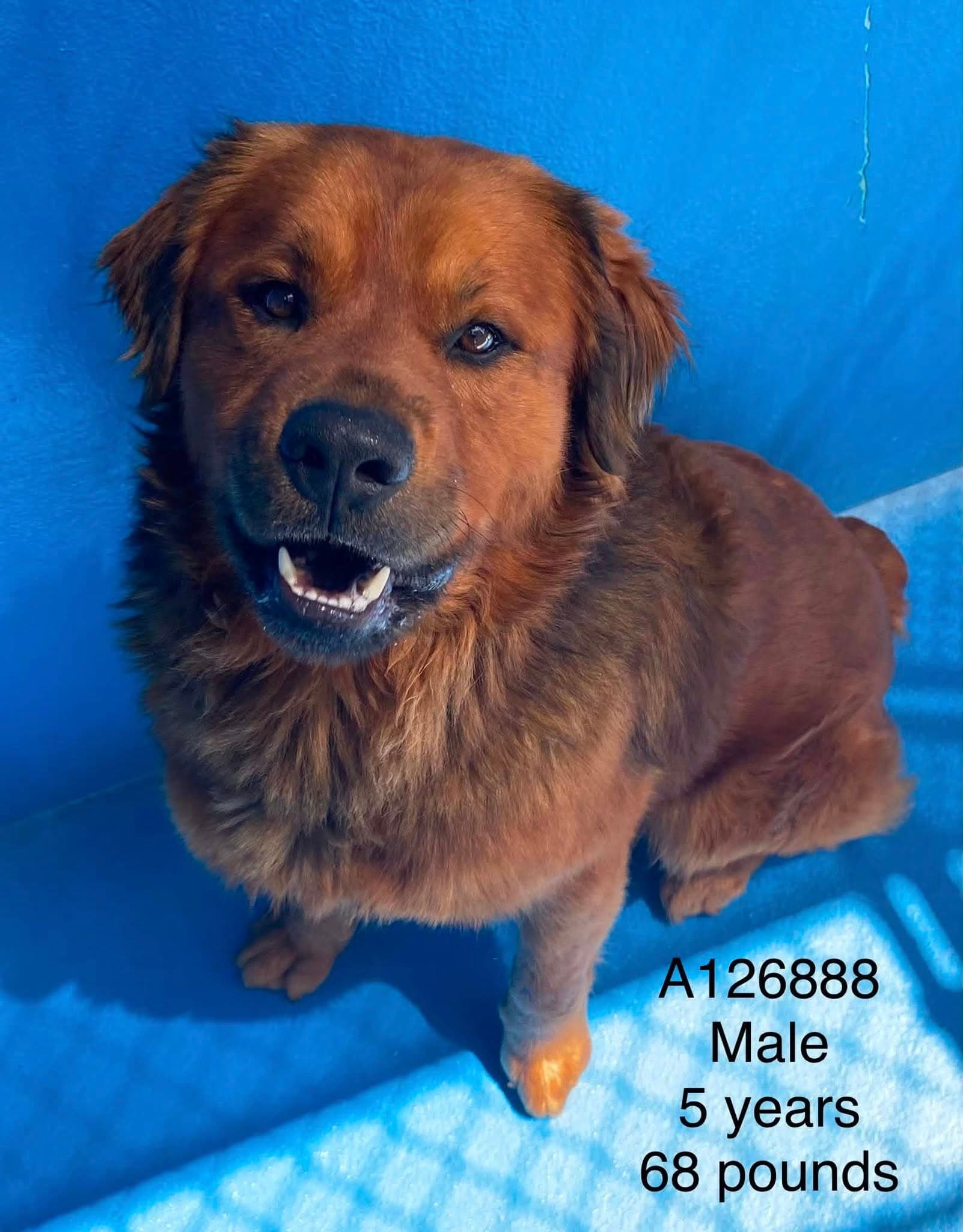 Chowder - Golden Retriever Mix available for adoption at BARCS Rescue in Calgary