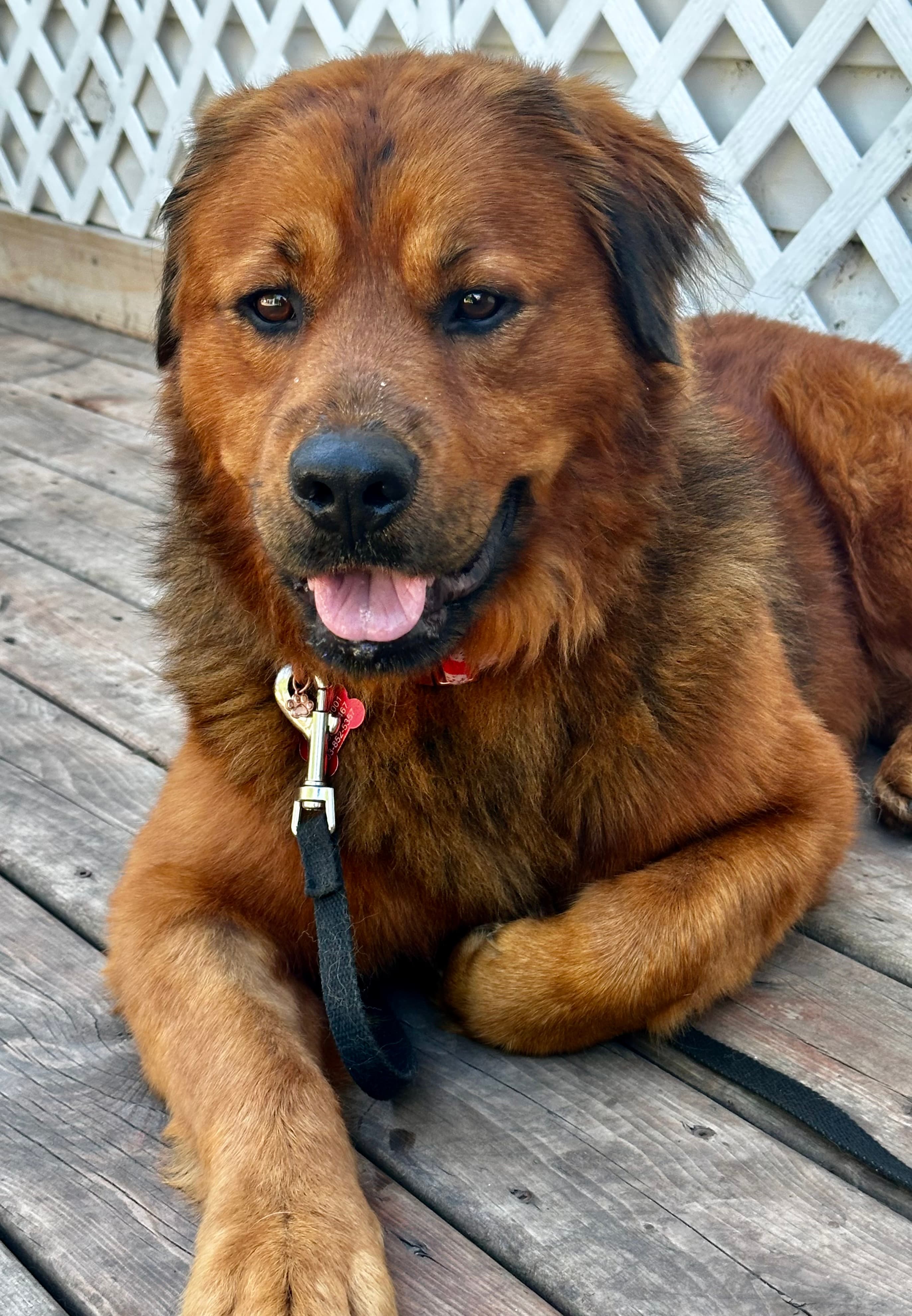 Chowder - Golden Retriever Mix available for adoption in Calgary