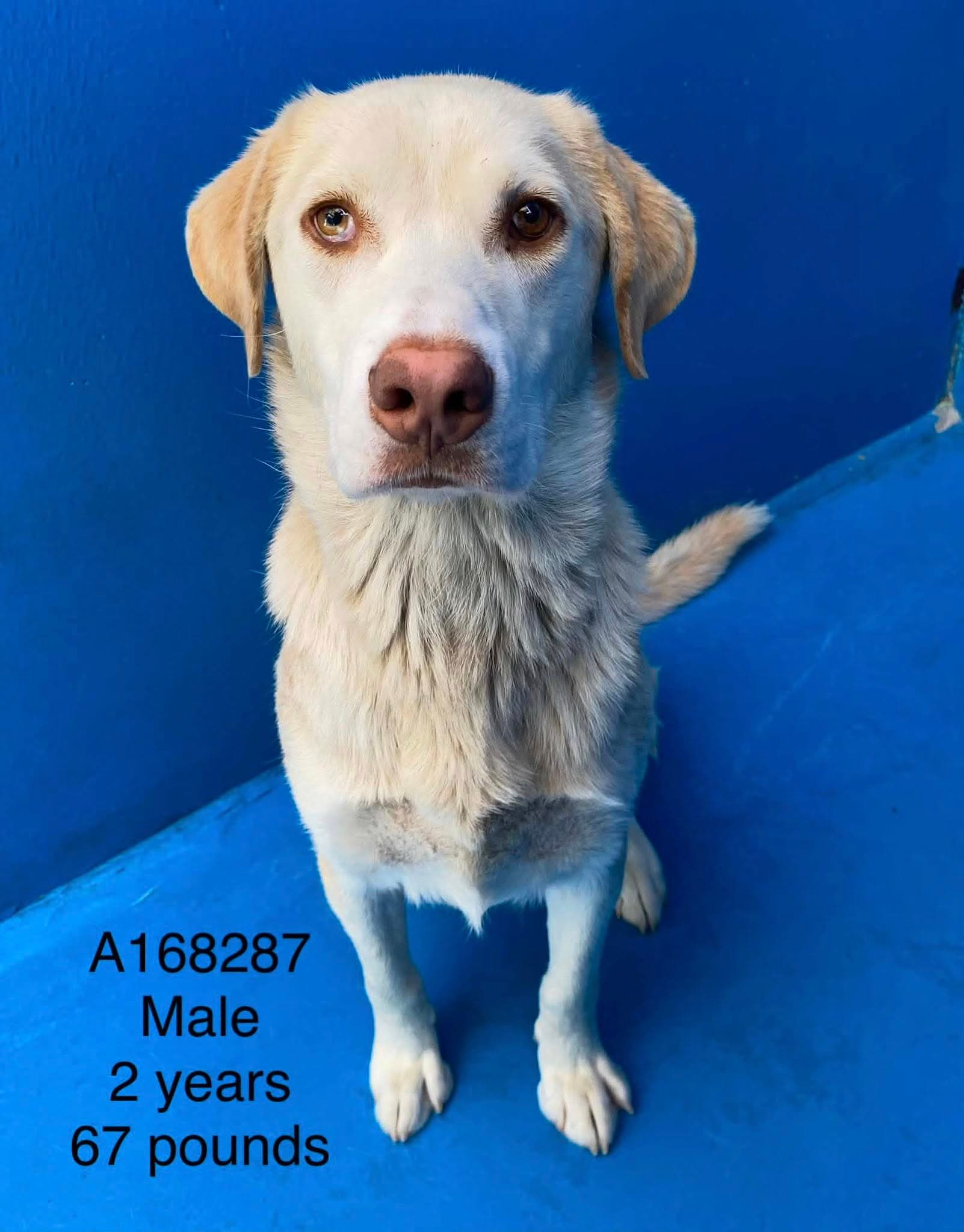 Bearnaise - Lab Mix available for adoption at BARCS Rescue in Calgary