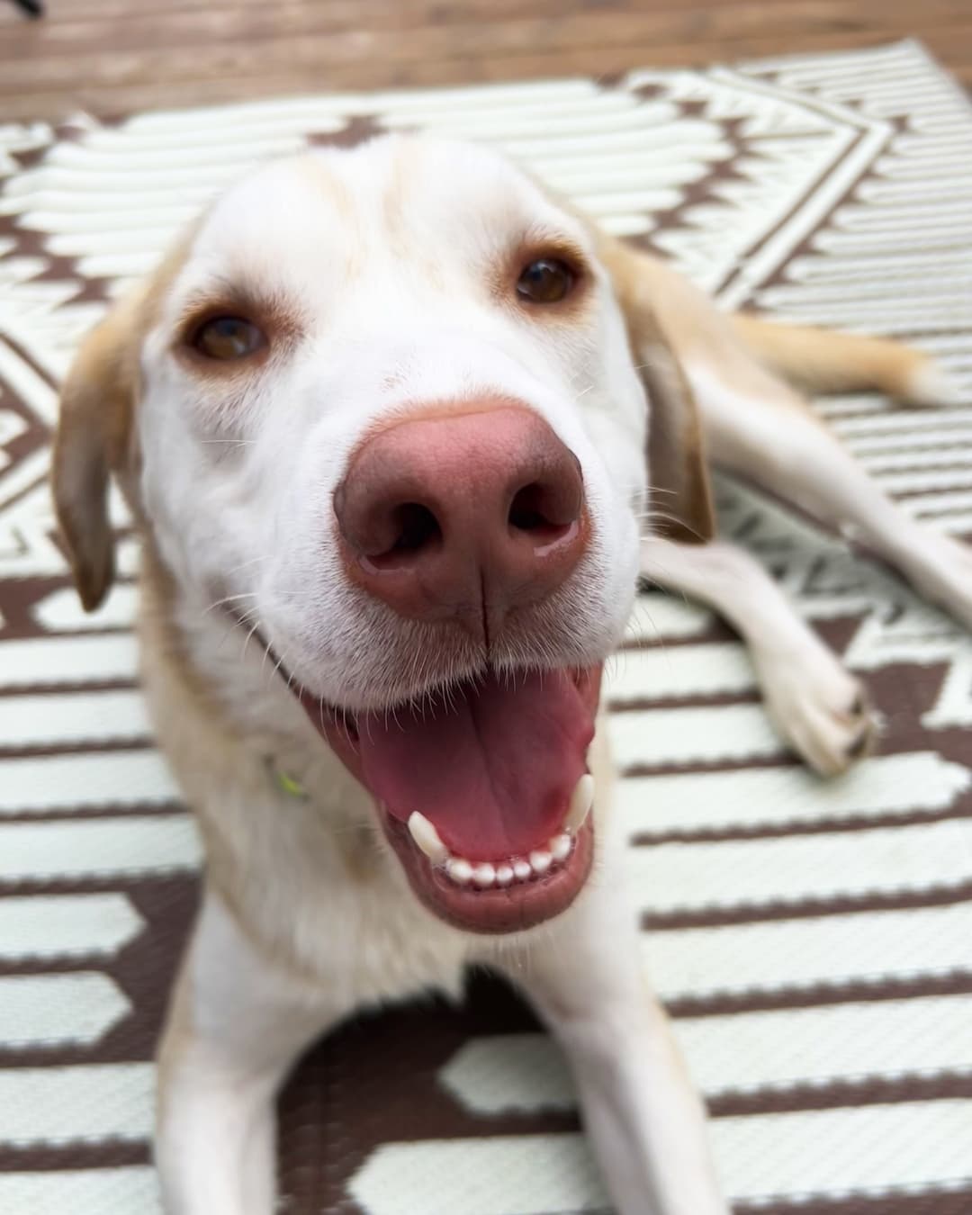 Bearnaise - Lab Mix available for adoption in Calgary