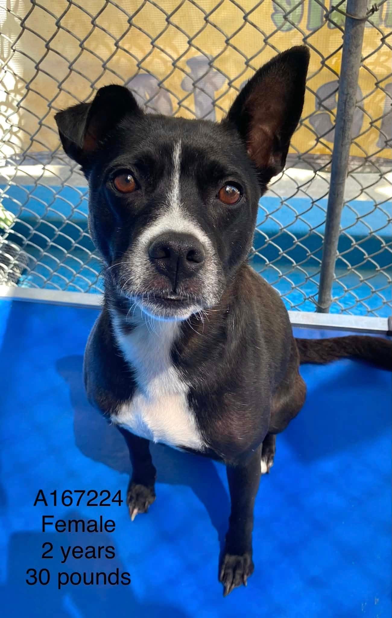 Soy - Pit Bull Terrier Mix available for adoption at BARCS Rescue in Calgary