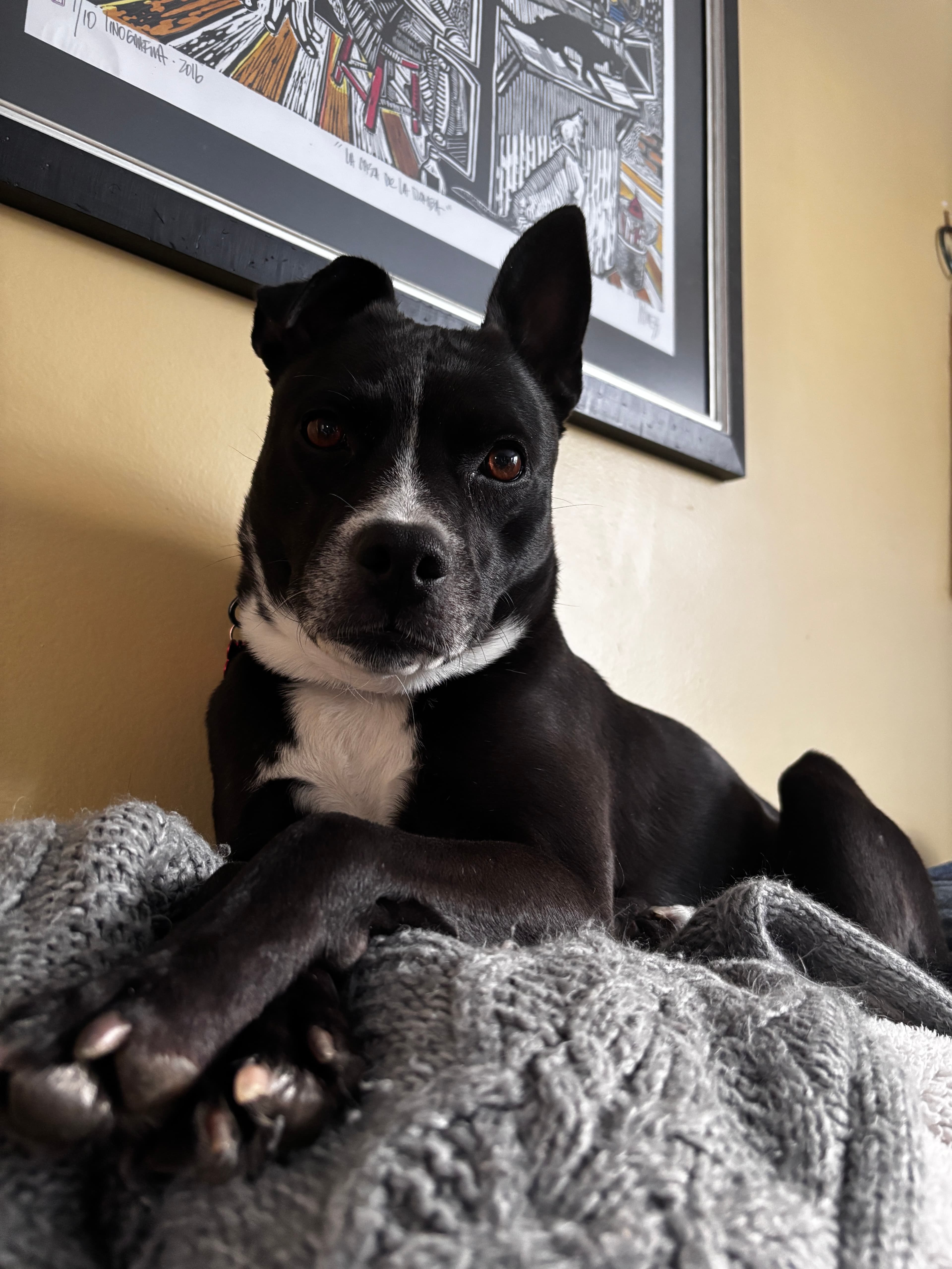 Soy - Pit Bull Terrier Mix available for adoption
