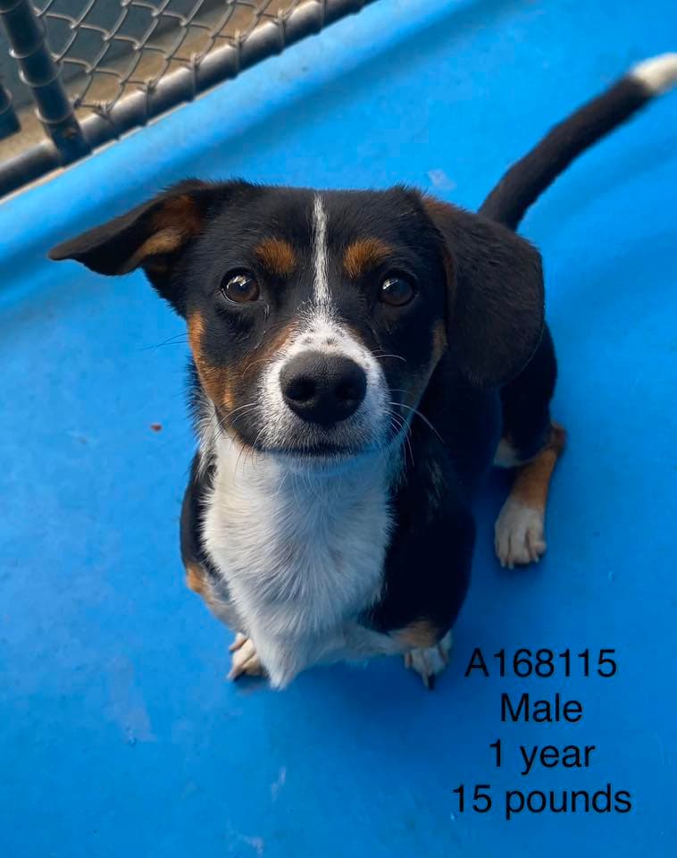 Hoisin - Terrier/Chihuahua Mix available for adoption at BARCS Rescue in Calgary