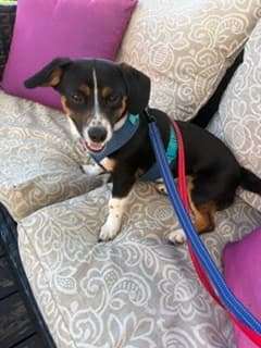 Hoisin - Terrier/Chihuahua Mix available for adoption in Calgary