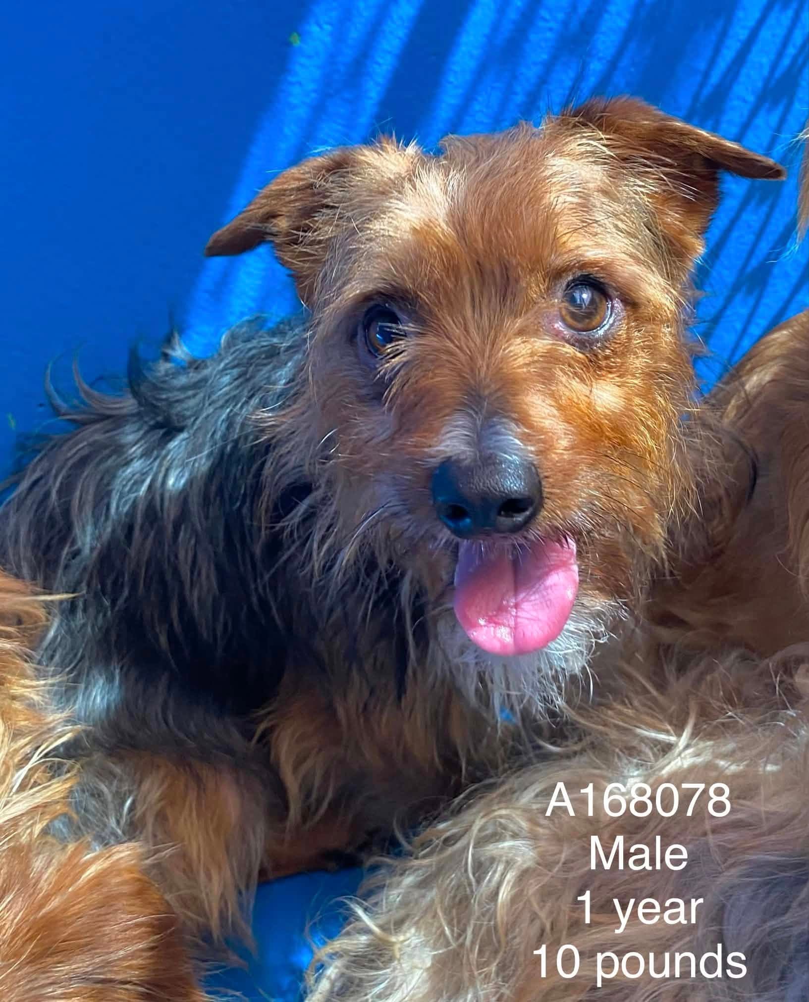 Pesto - Yorkshire Terrier Mix available for adoption at BARCS Rescue in Calgary