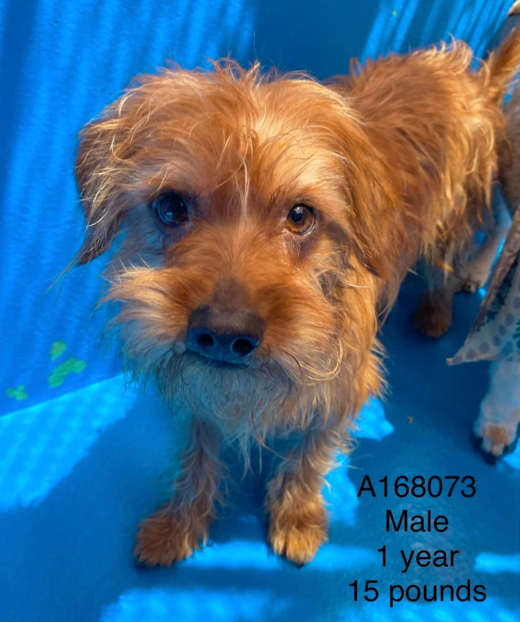 Wasabi - Terrier/Yorkshire Terrier Mix available for adoption at BARCS Rescue in Calgary
