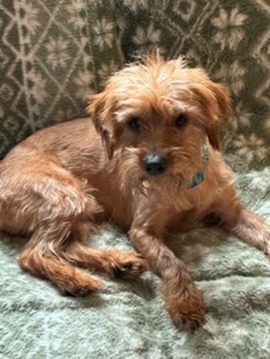 Wasabi - Terrier/Yorkshire Terrier Mix available for adoption in Calgary