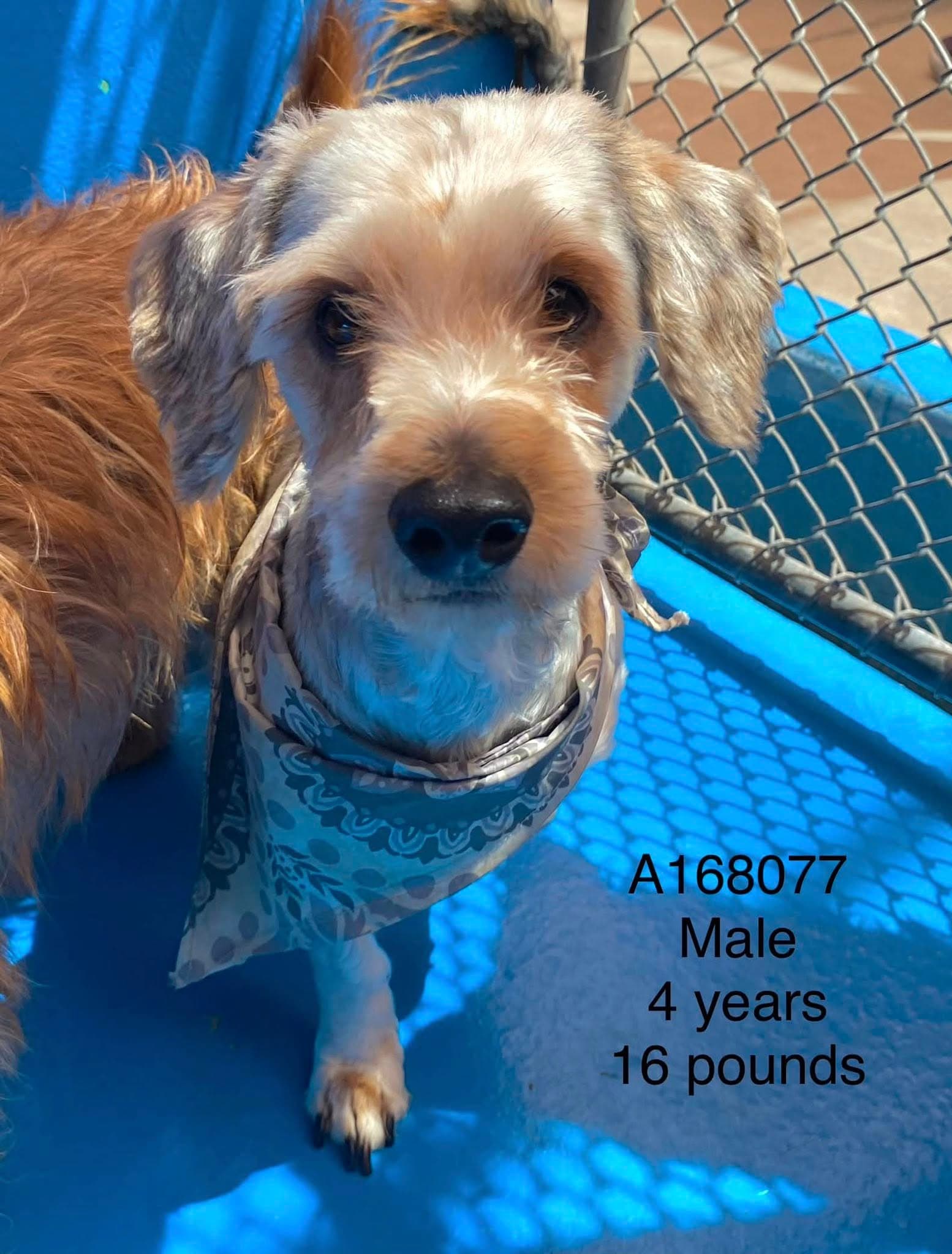 Minestrone - Maltese/Yorkshire Terrier Mix available for adoption at BARCS Rescue in Calgary
