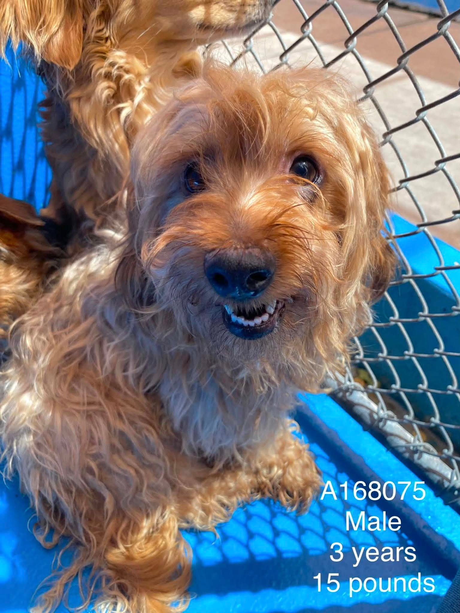 Ramen - Yorkshire Terrier Mix available for adoption at BARCS Rescue in Calgary