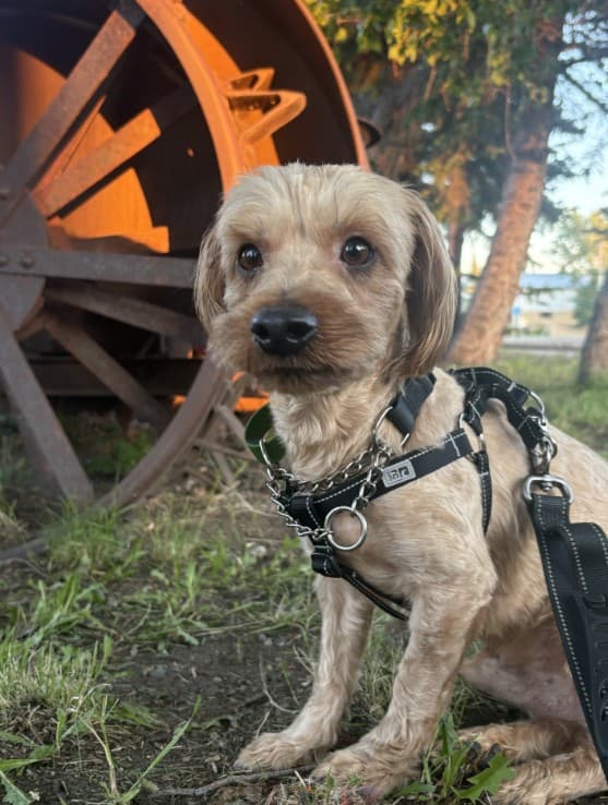 Ramen - Yorkshire Terrier Mix available for adoption in Calgary