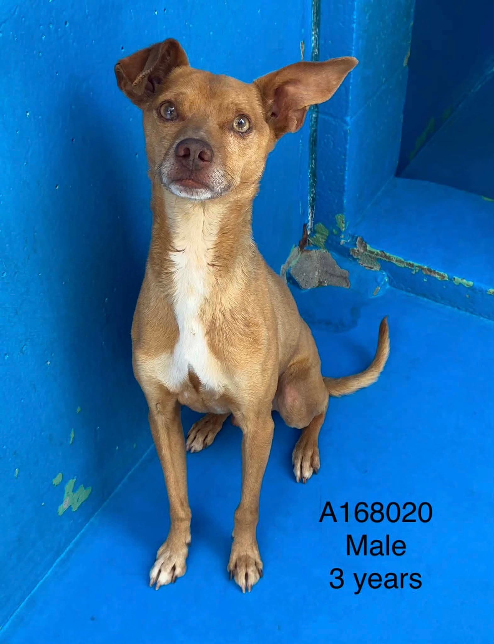 Caesar - Chihuahuar Mix available for adoption at BARCS Rescue in Calgary
