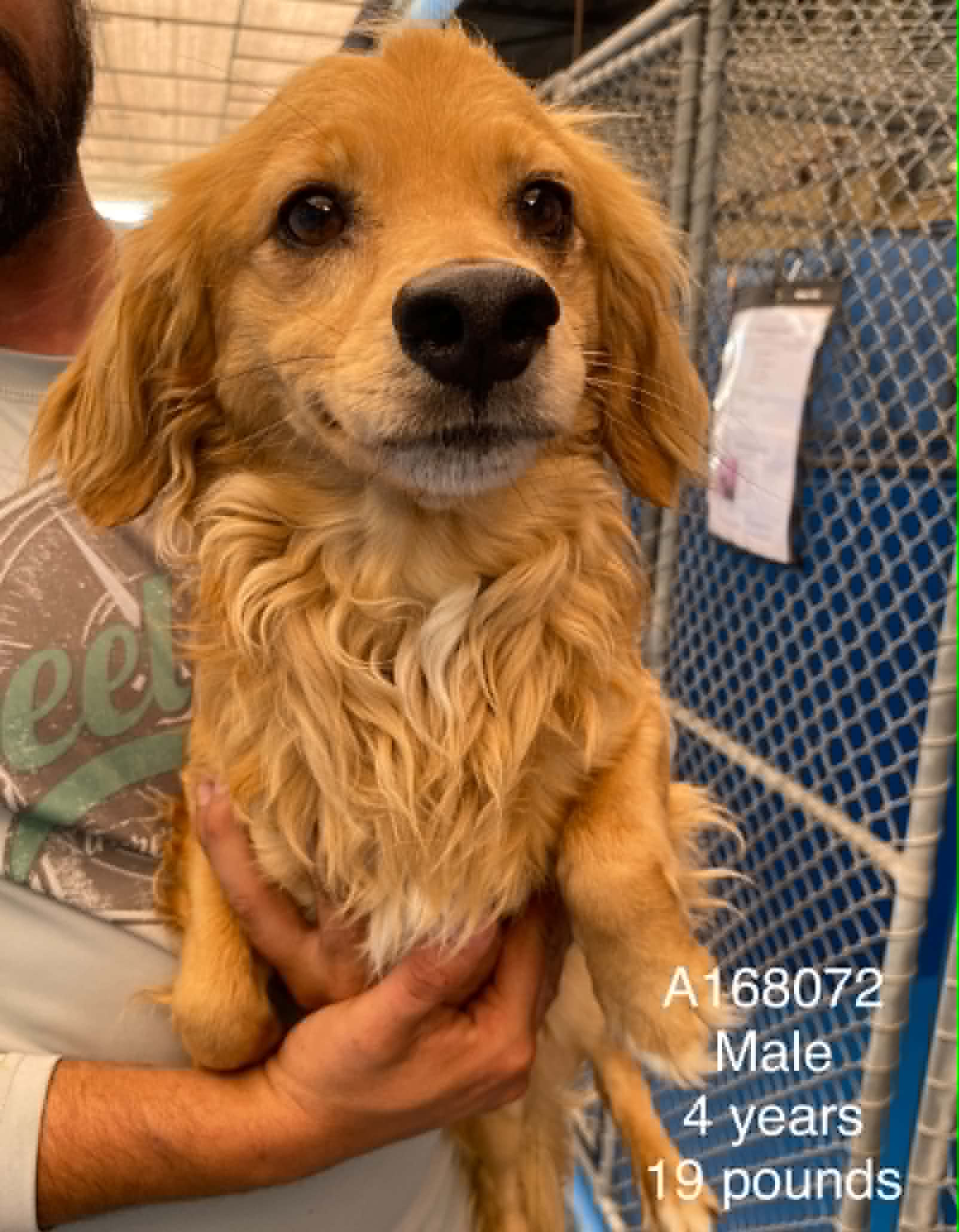 Caesar - Chihuahuar Mix available for adoption in Calgary