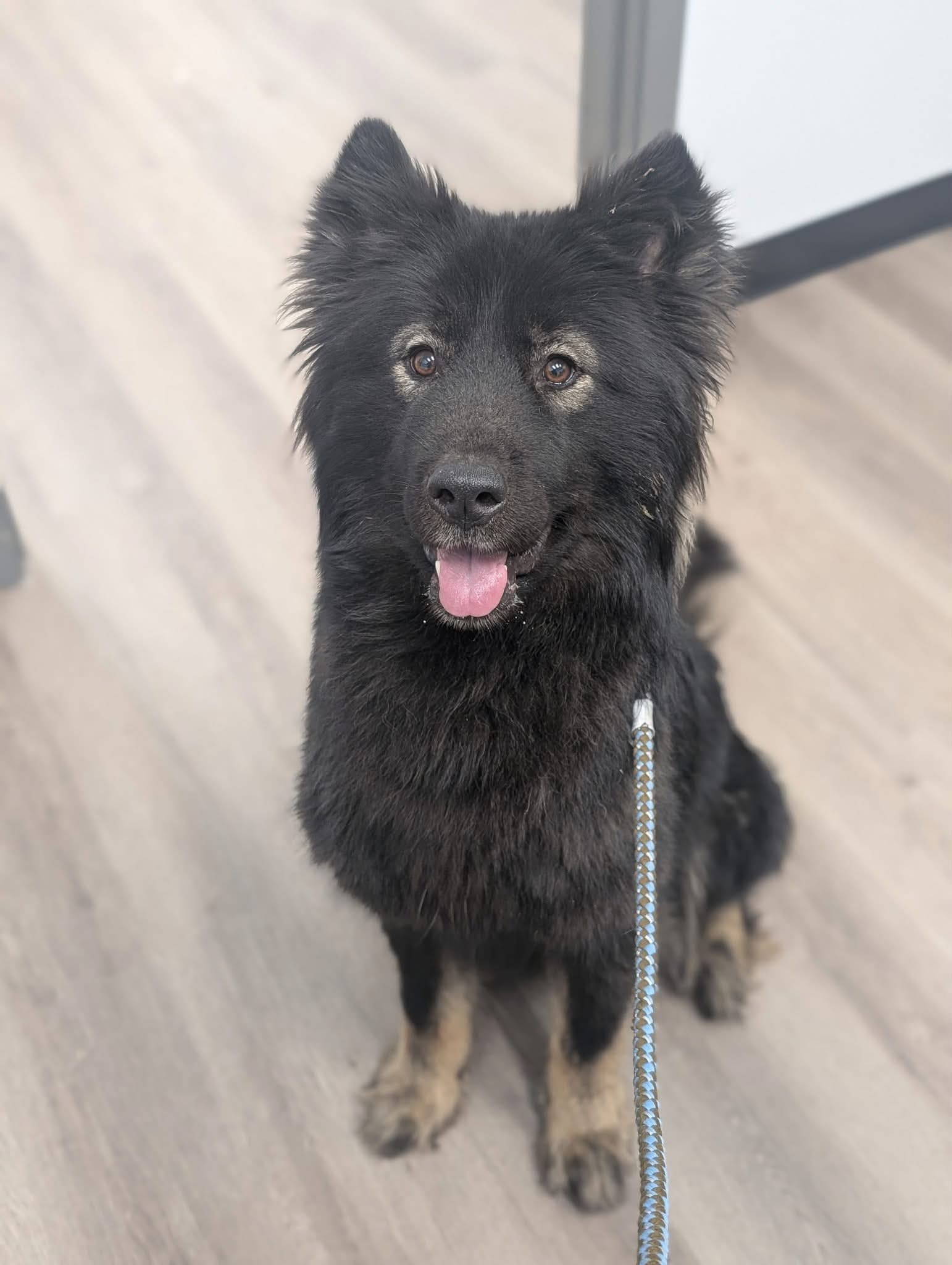 Pony - Shepherd Mix available for adoption at BARCS Rescue in Calgary