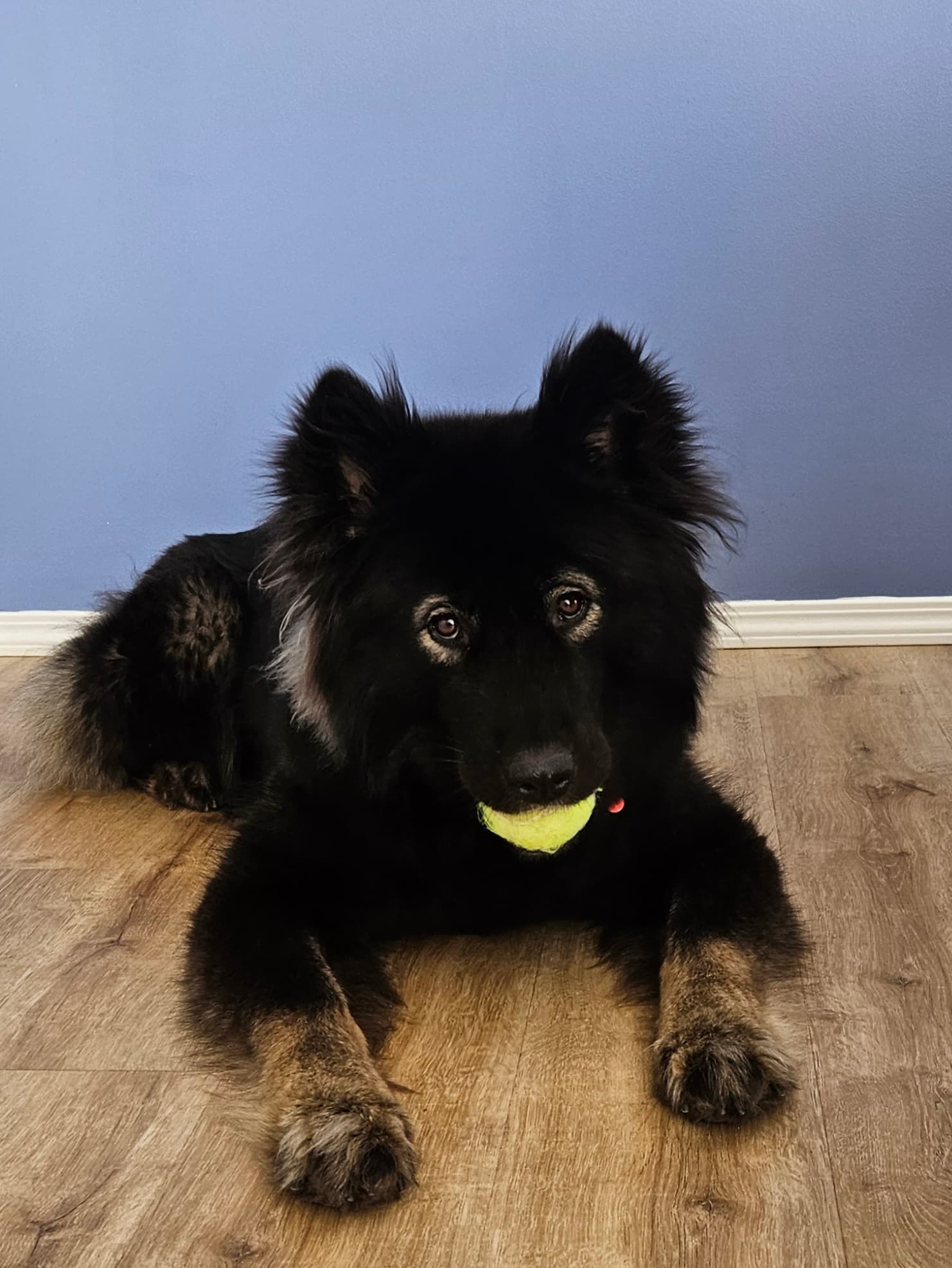 Pony - Shepherd Mix available for adoption in Calgary