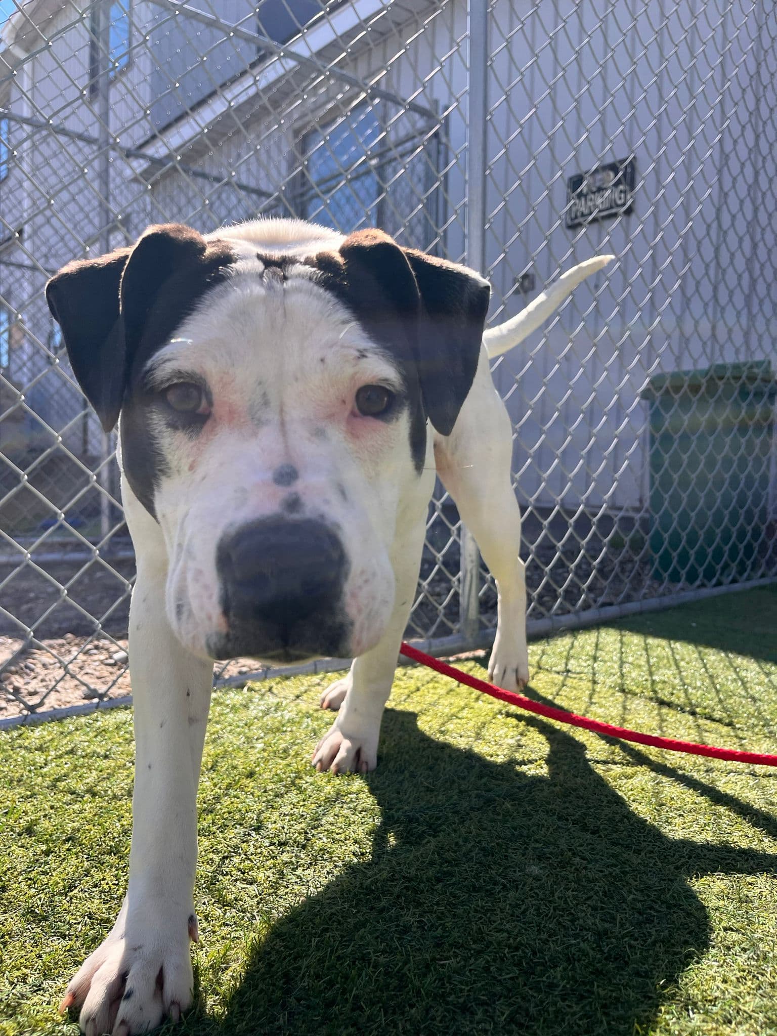 Tellulah - Bully Mix available for adoption at BARCS Rescue in Calgary