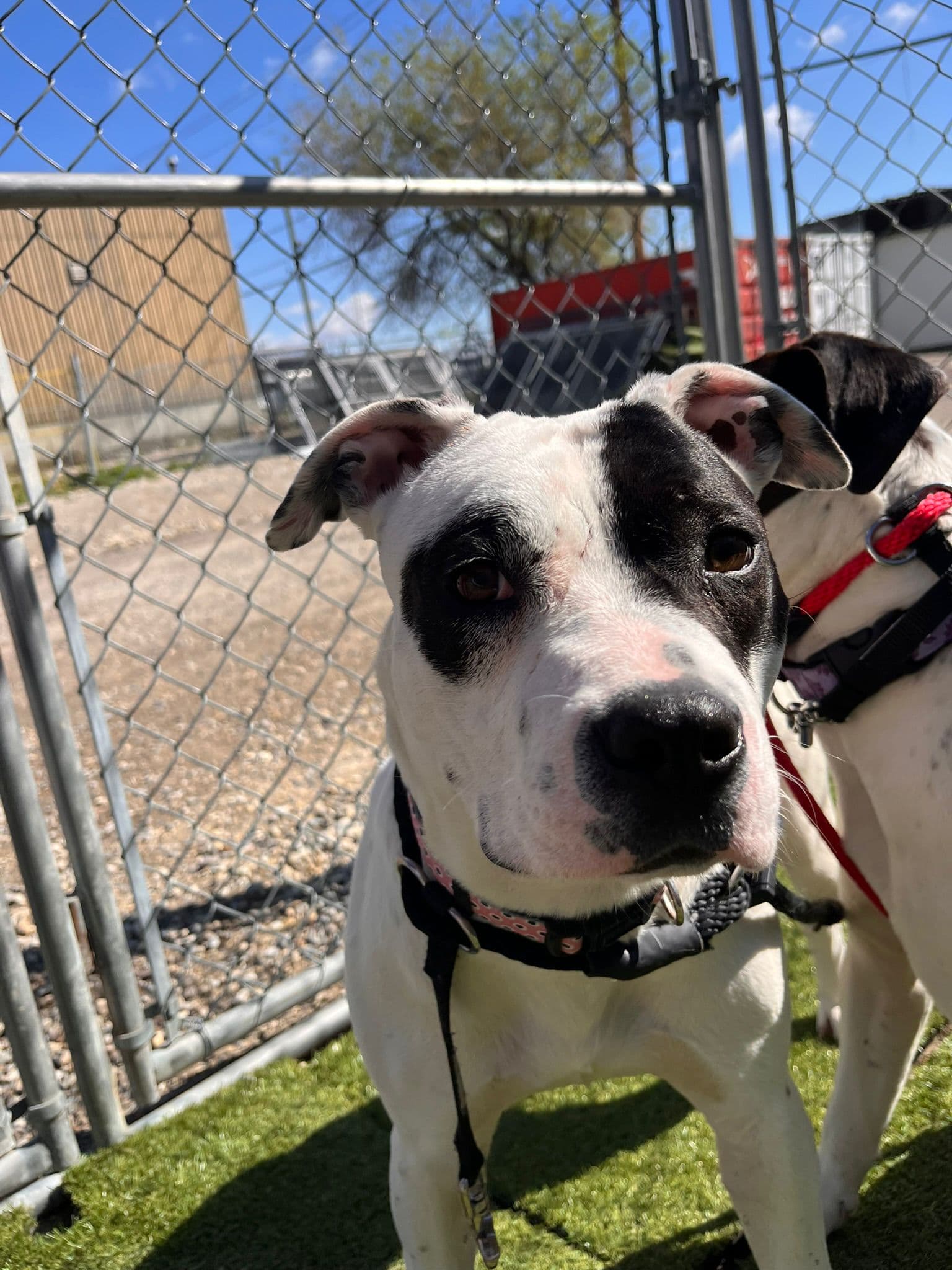 Tabitha - Bully Mix available for adoption at BARCS Rescue in Calgary