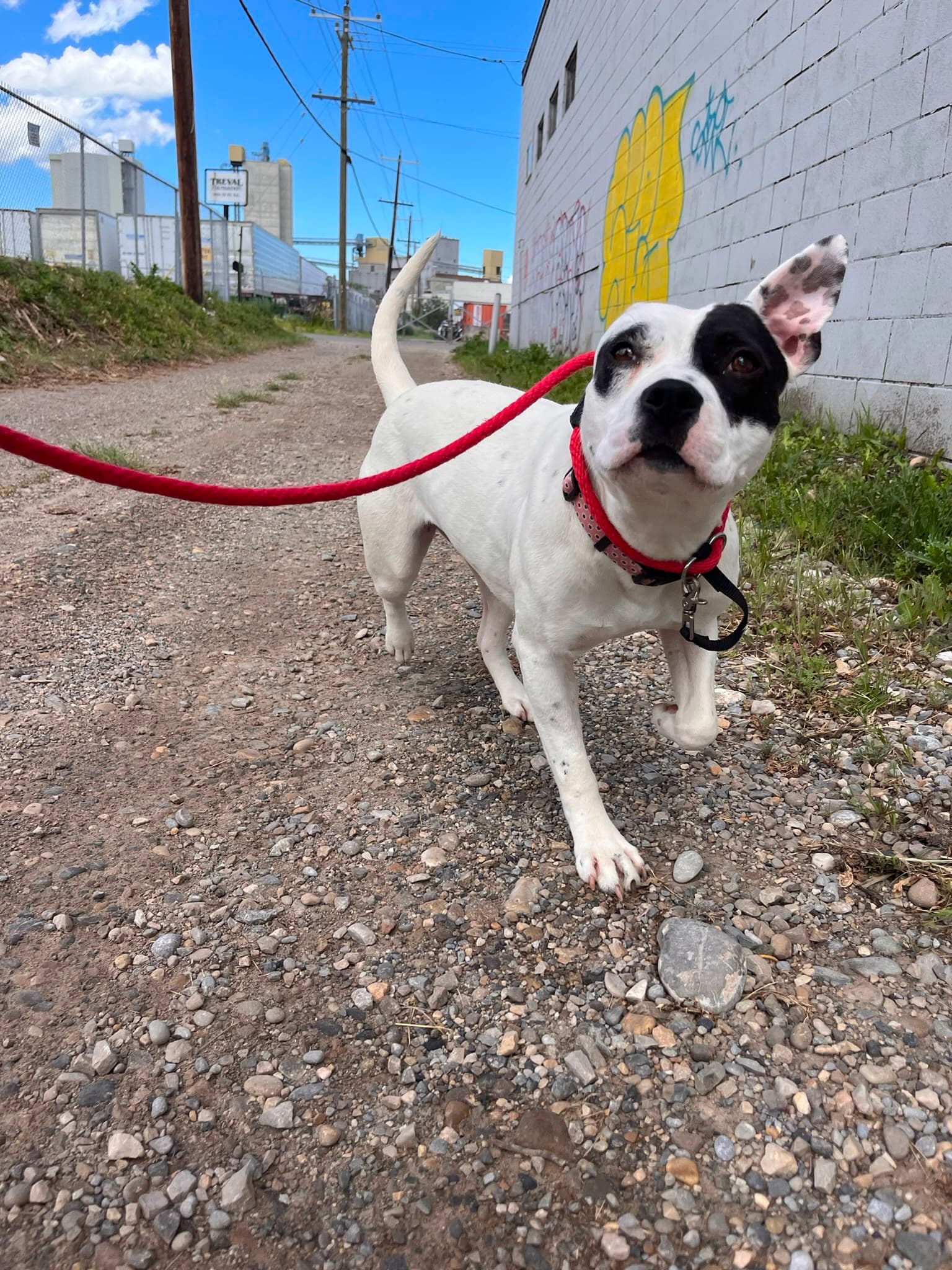 Tabitha - Bully Mix available for adoption