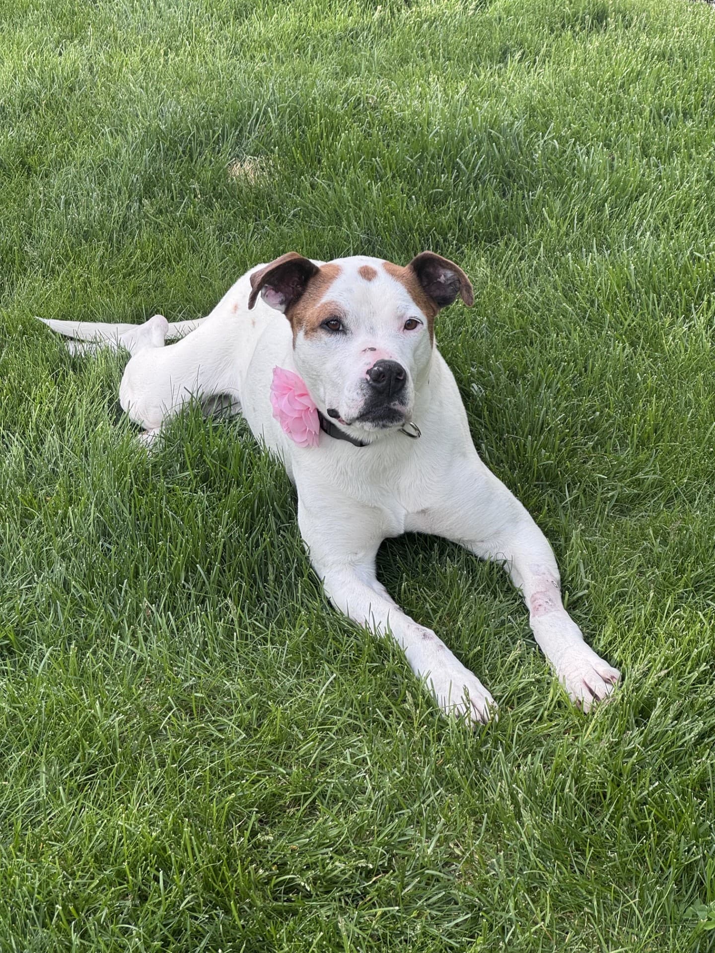 Whisper - Pit Bull Terrier Mix available for adoption in Calgary