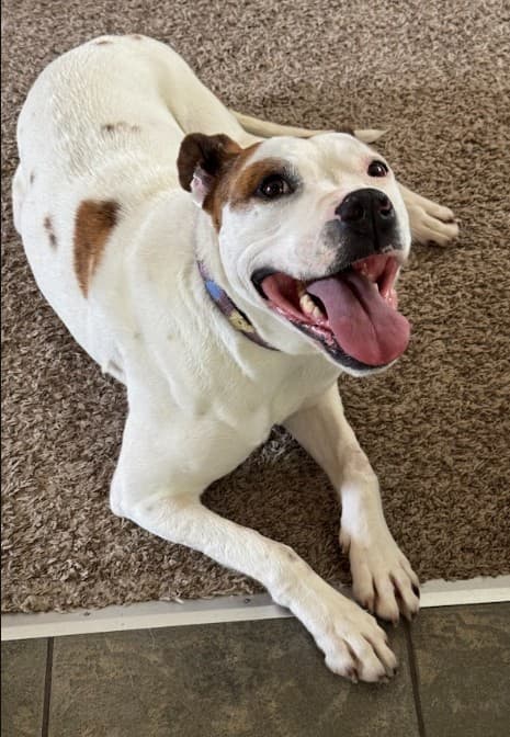 Whisper - Pit Bull Terrier Mix available for adoption
