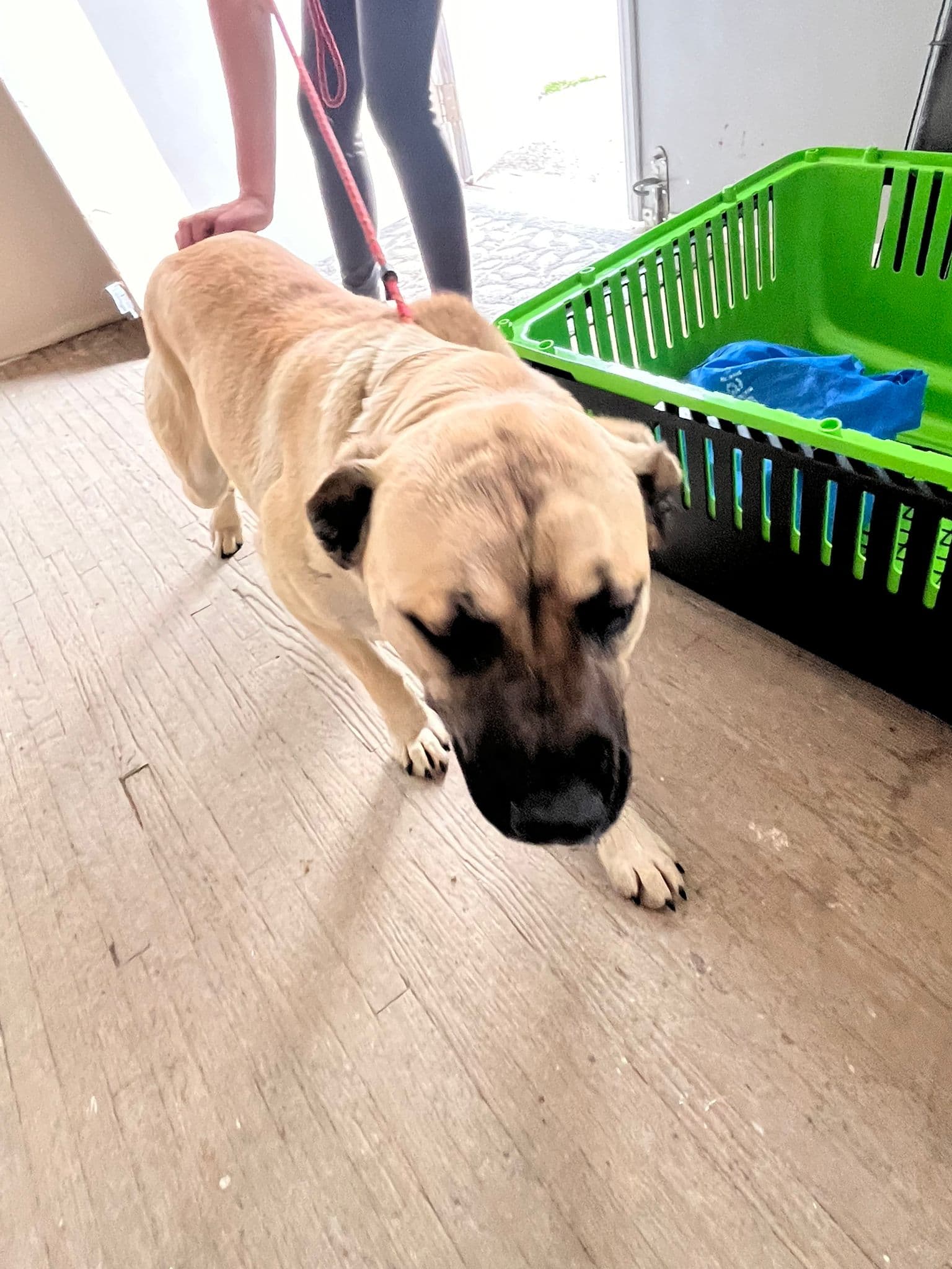 Kesha - Mastiff Mix available for adoption in Alberta
