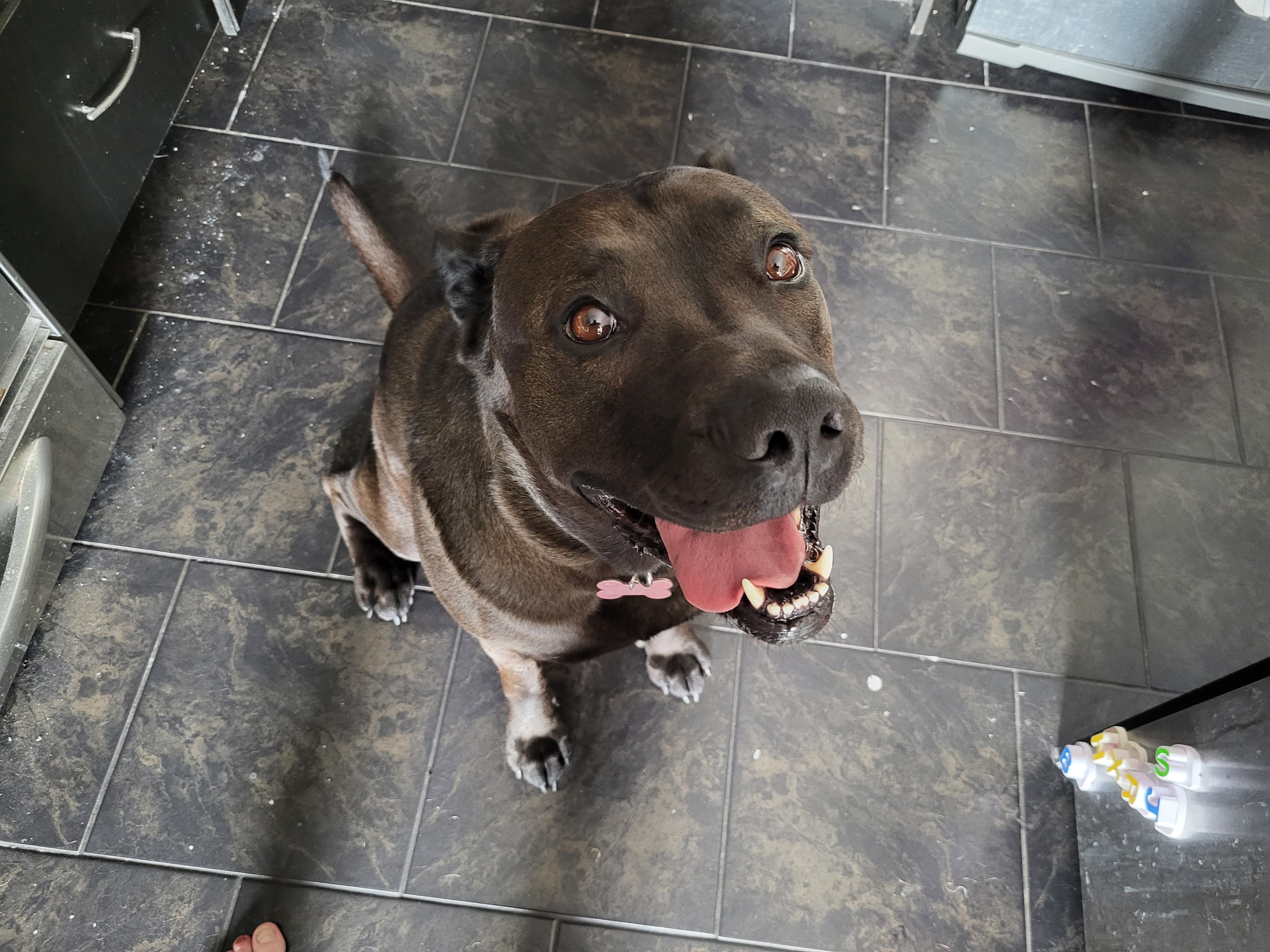 Booka - Cane Corso Mix available for adoption at BARCS Rescue in Calgary