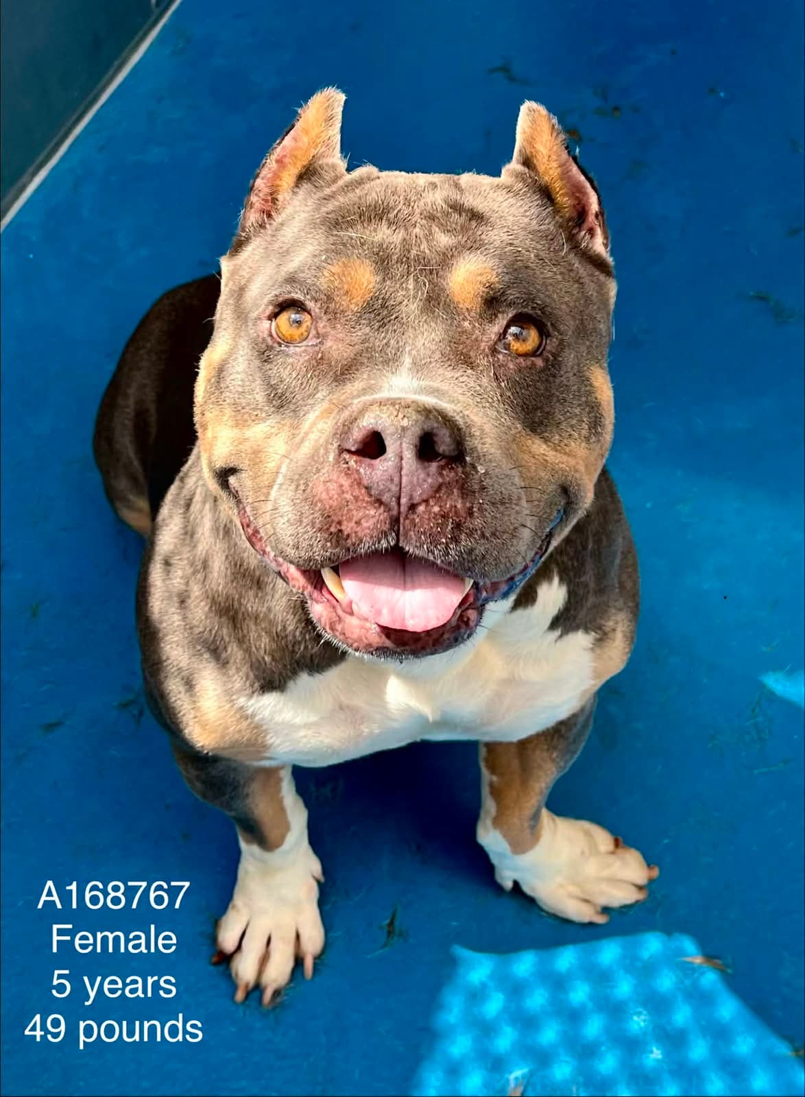 Chutney - Bully Mix available for adoption at BARCS Rescue in Calgary