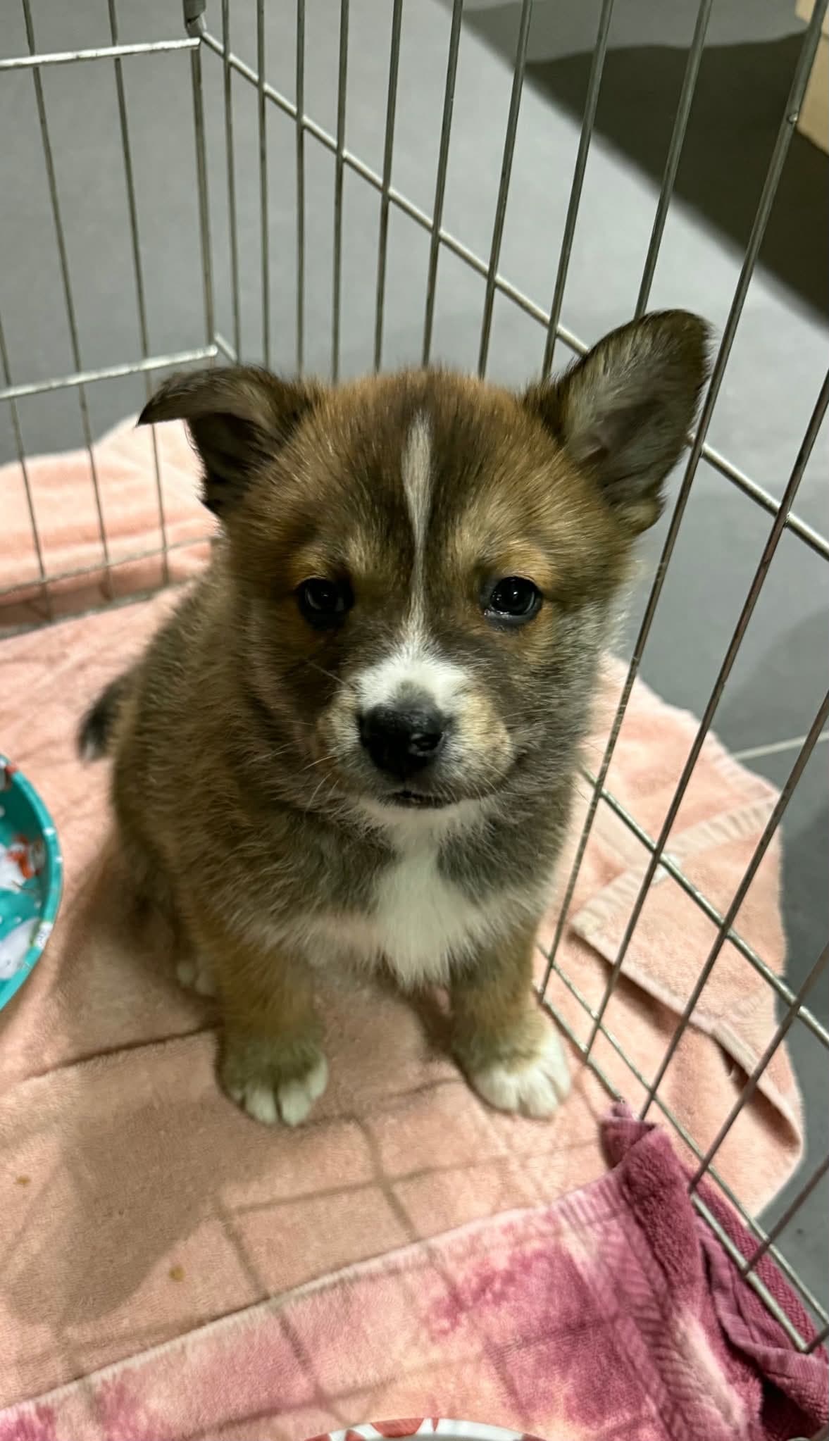 Shania - Shepherd/Husky Mix available for adoption at BARCS Rescue in Calgary