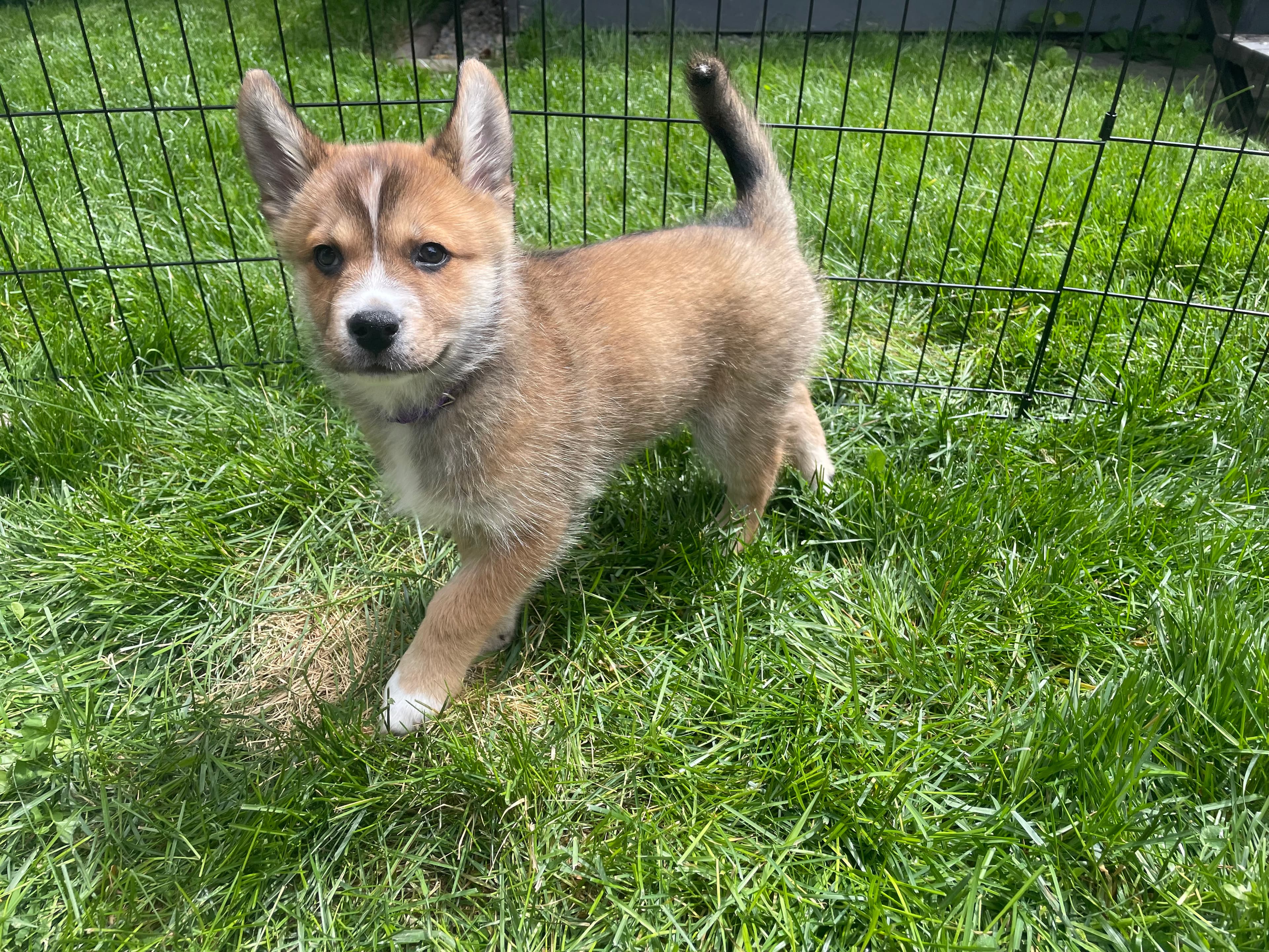 Shania - Shepherd/Husky Mix available for adoption