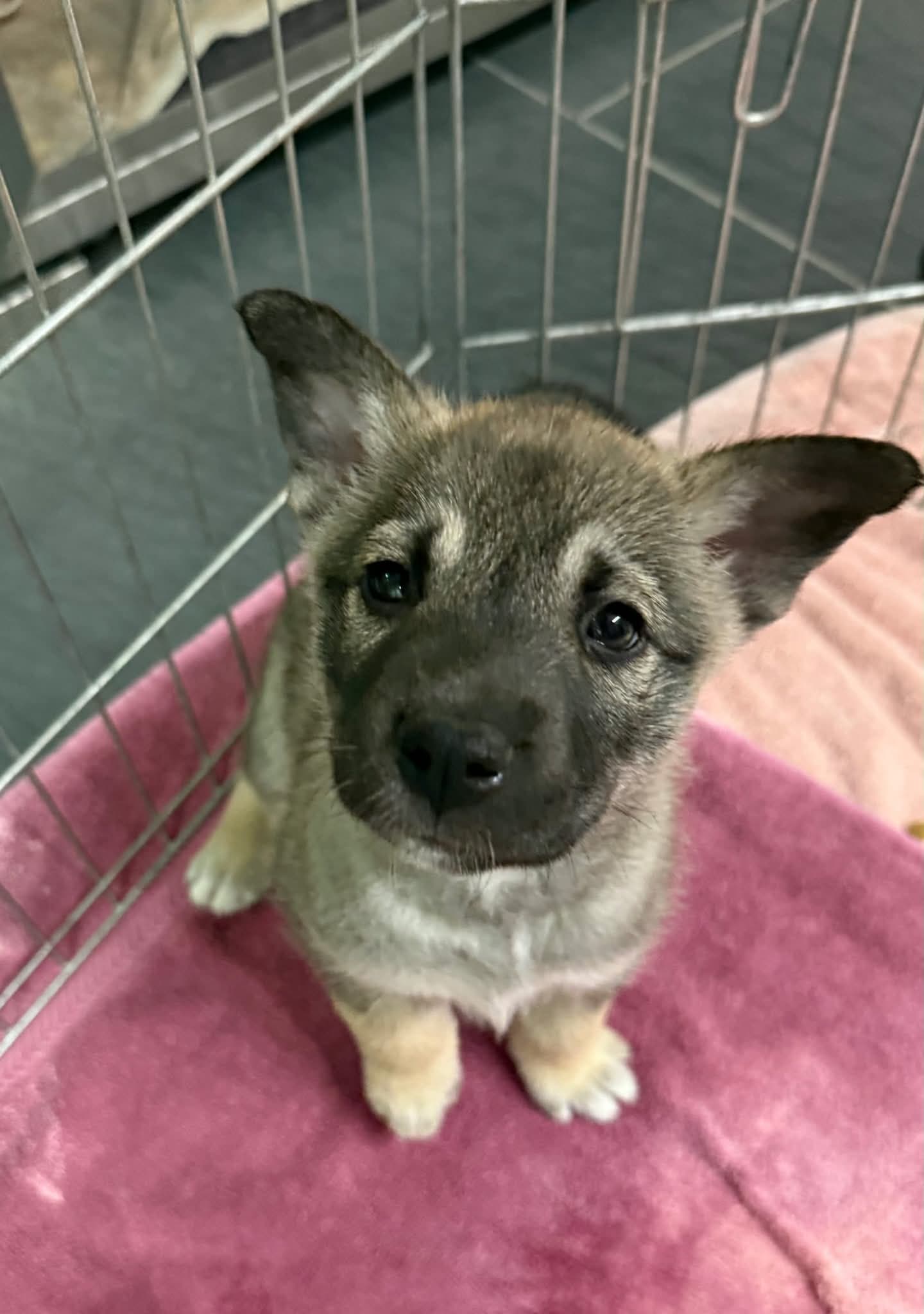 Reba - Shepherd/Husky Mix available for adoption at BARCS Rescue in Calgary