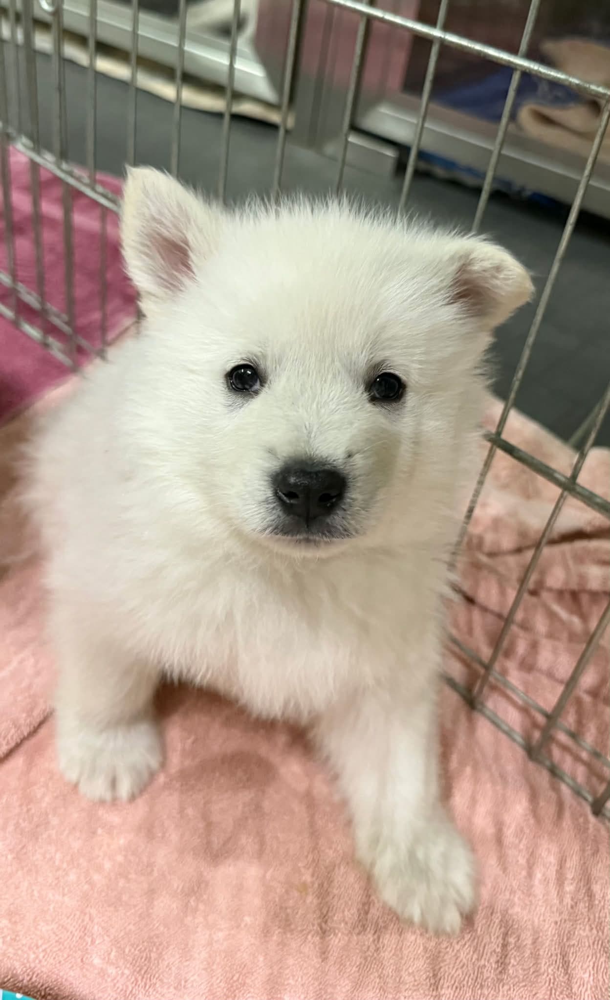 Dolly - Shepherd/Husky Mix available for adoption at BARCS Rescue in Calgary