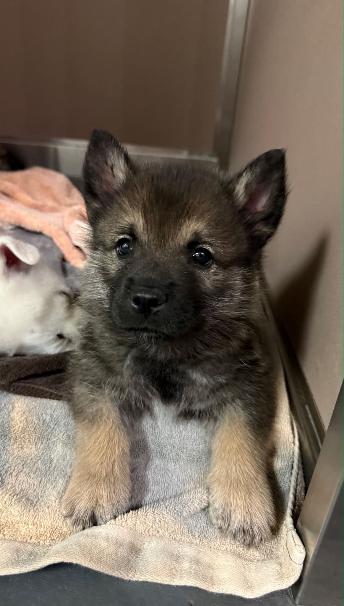 Paisley - Shepherd/Husky Mix available for adoption at BARCS Rescue in Calgary