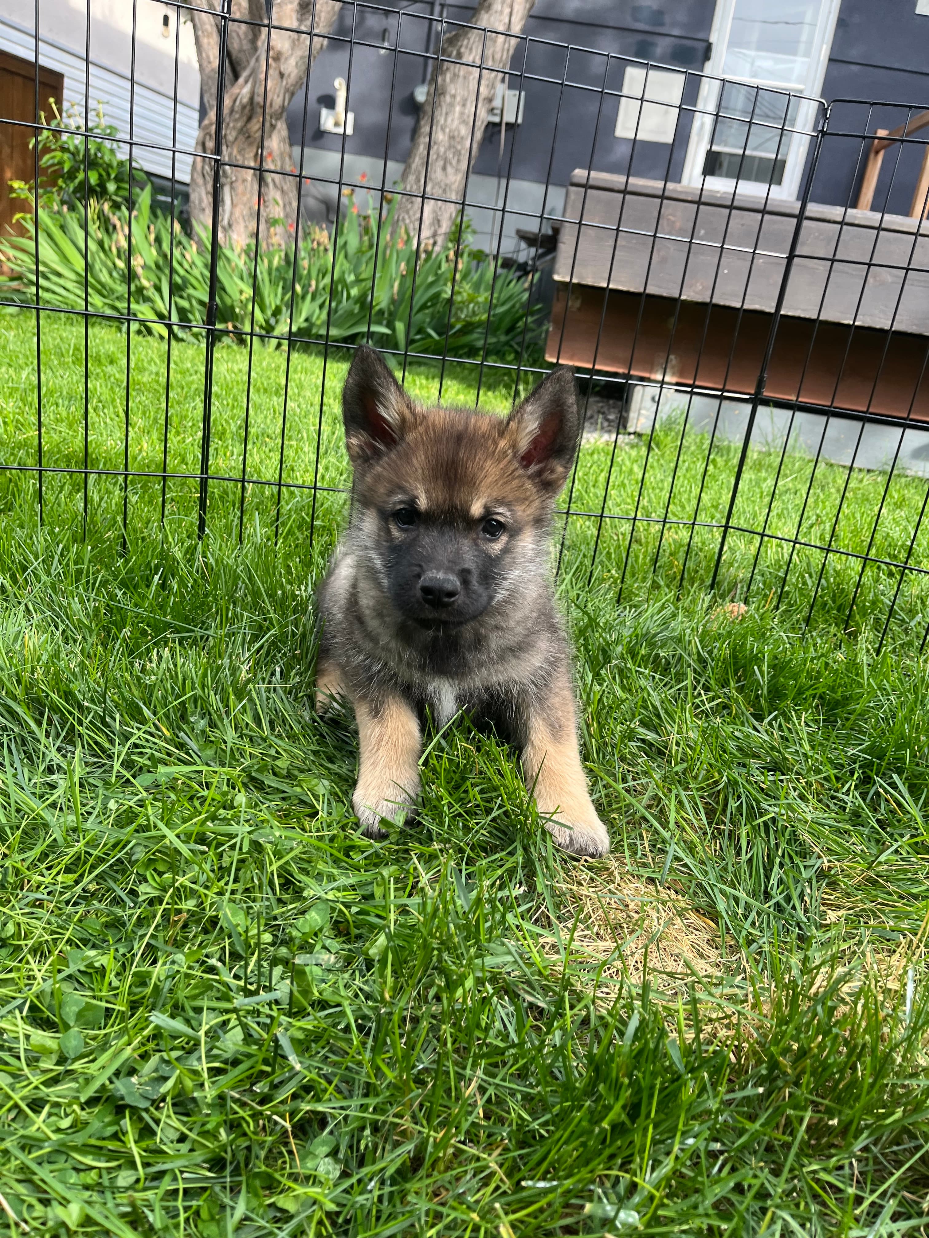 Paisley - Shepherd/Husky Mix available for adoption