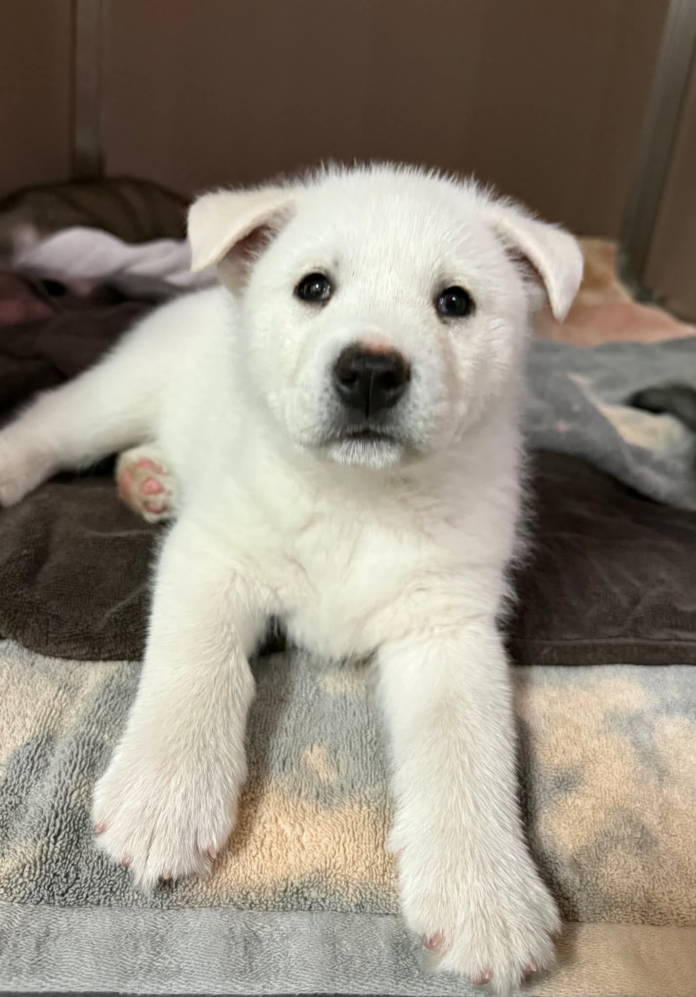 Chesney - Shepherd/Husky Mix available for adoption at BARCS Rescue in Calgary