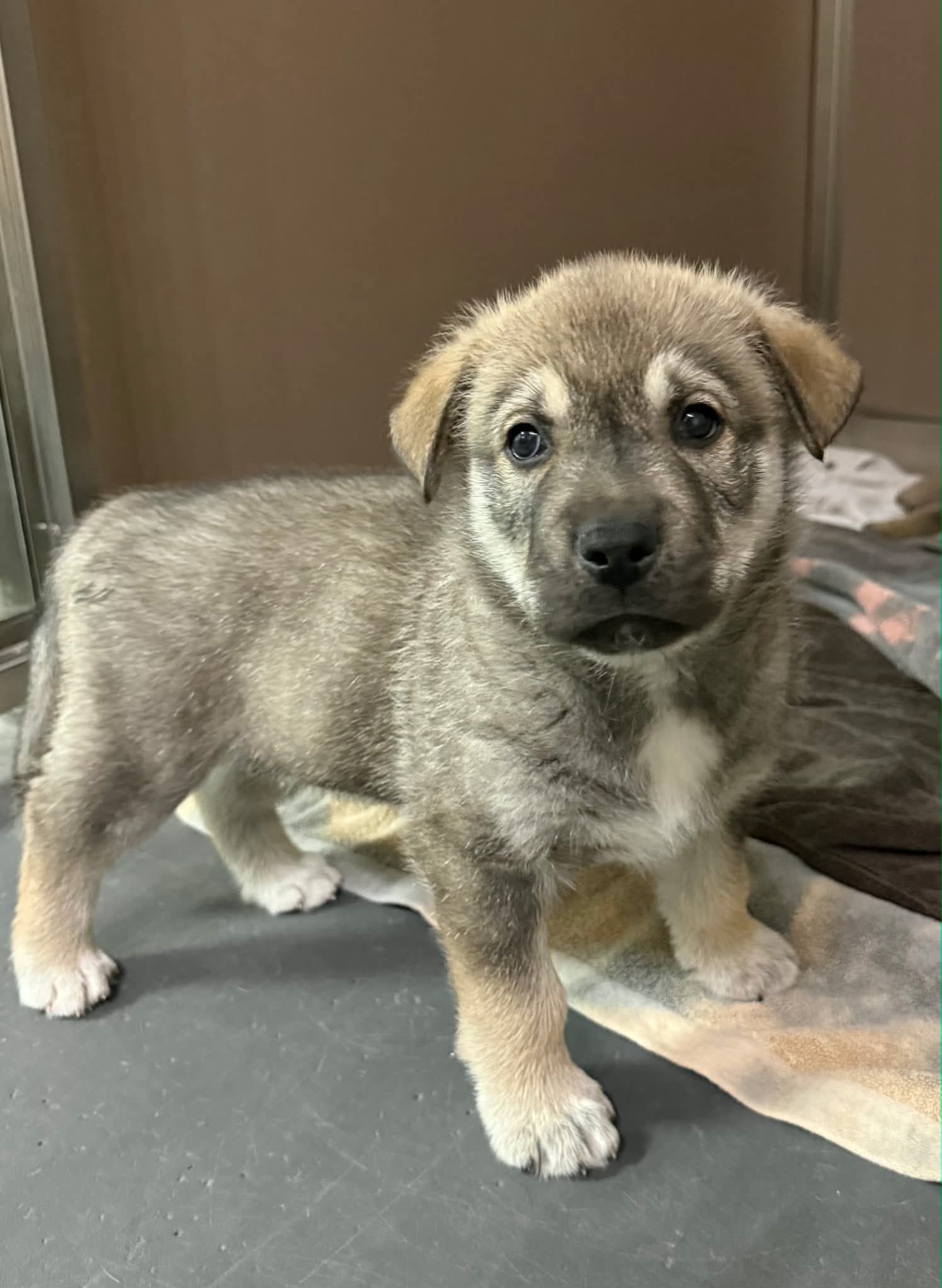 Cash - Shepherd/Husky Mix available for adoption at BARCS Rescue in Calgary