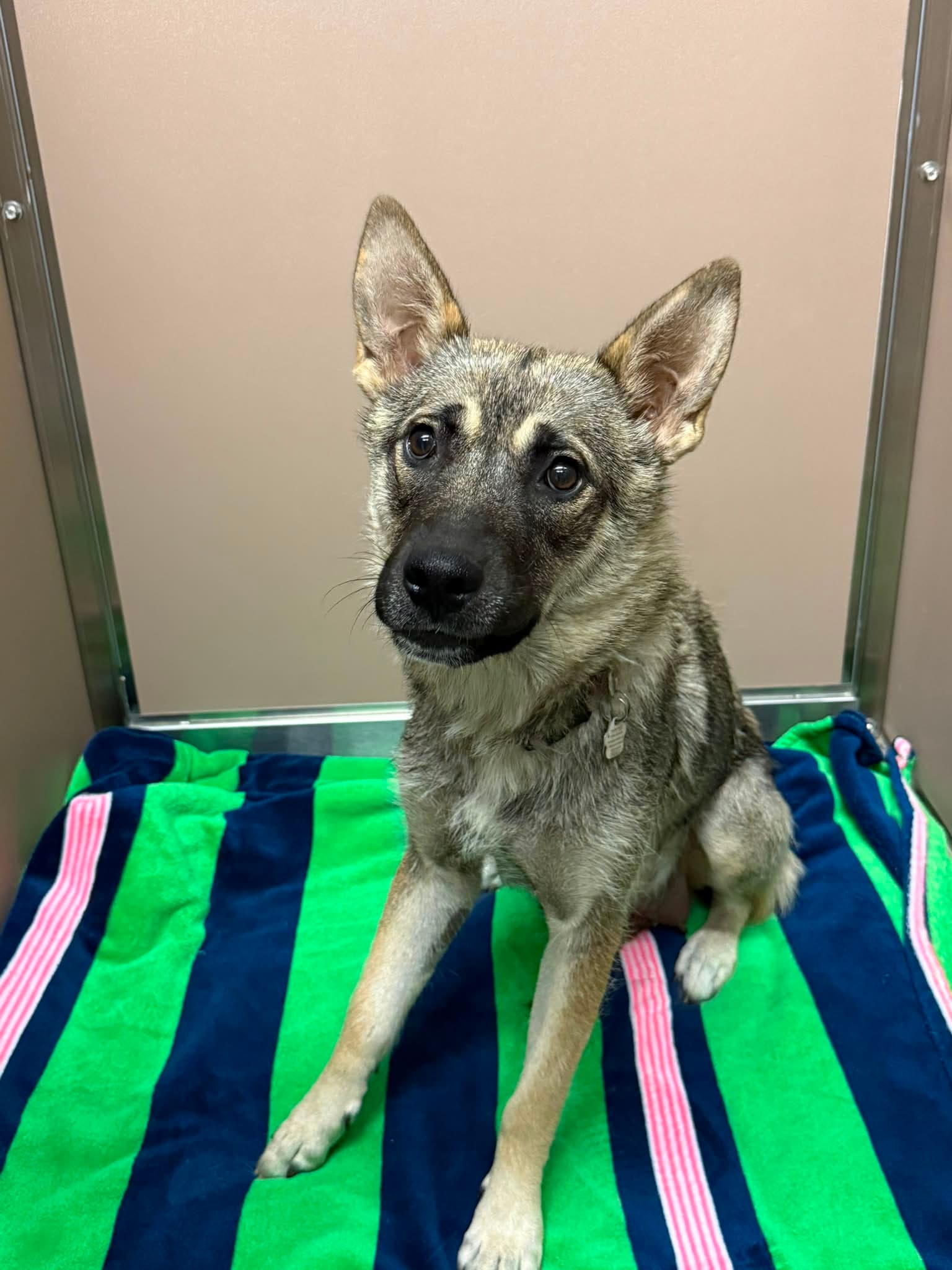 Alley - Shepherd/Husky Mix available for adoption at BARCS Rescue in Calgary