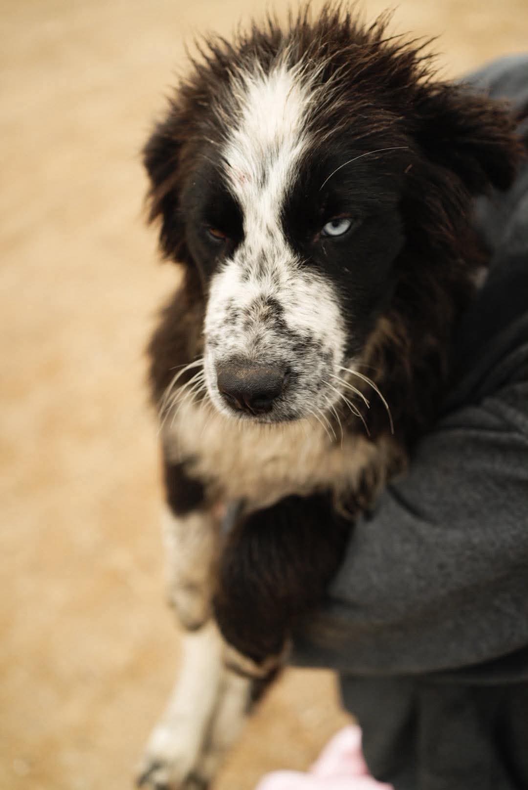 Amanda - Shepherd Mix available for adoption at BARCS Rescue in Calgary