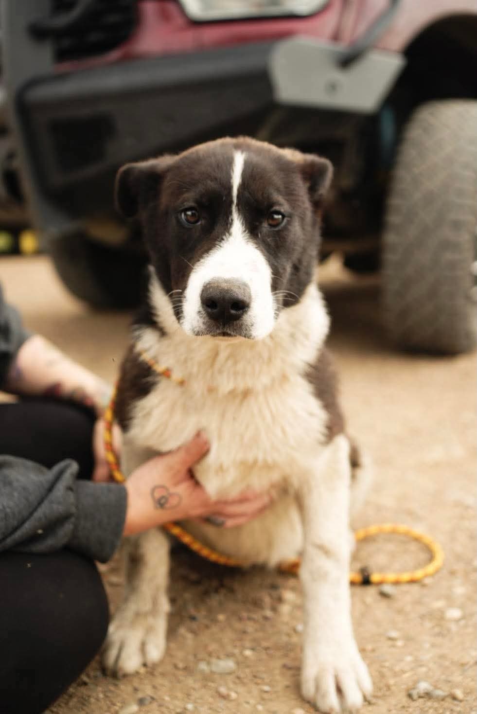 Randy - Shepherd Mix available for adoption at BARCS Rescue in Calgary