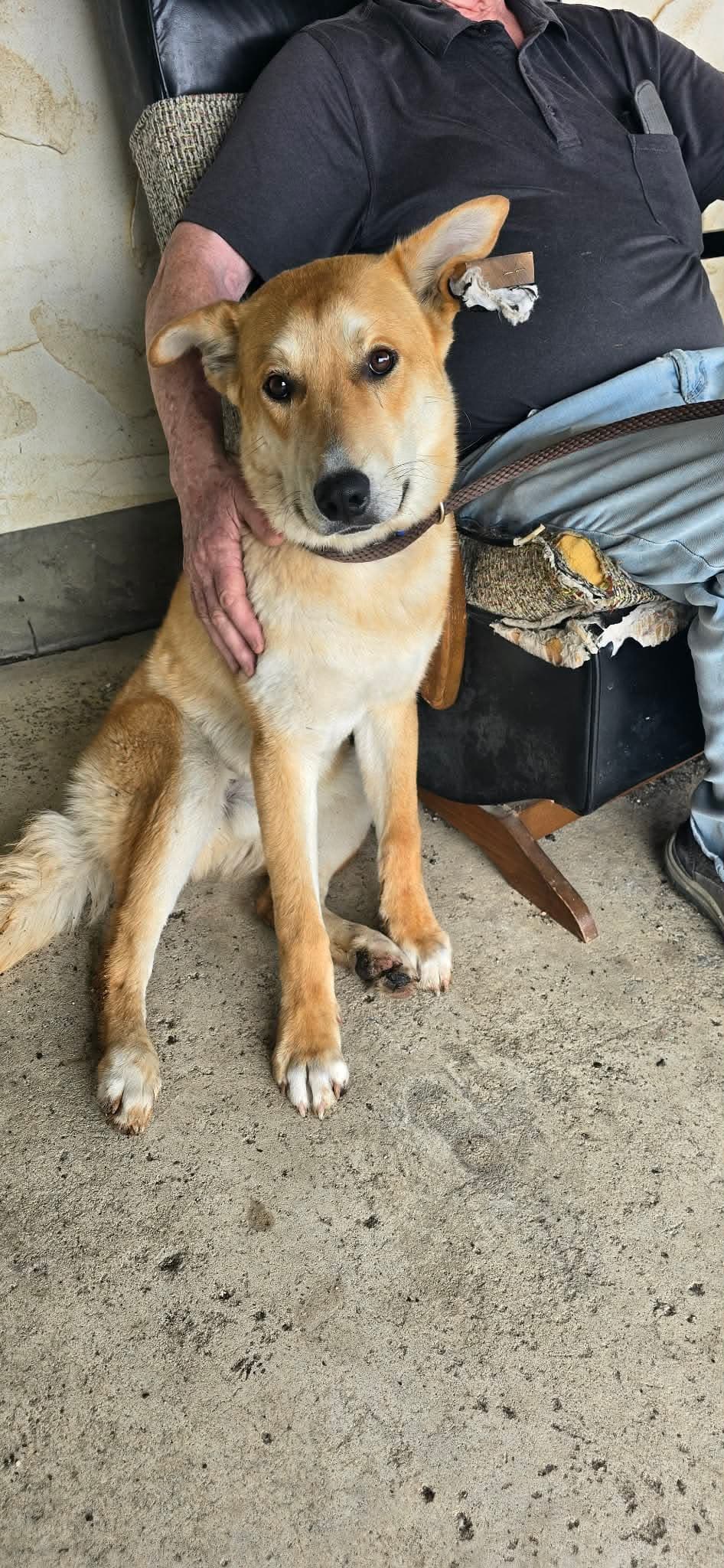 Winston - Shepherd Mix available for adoption at BARCS Rescue in Calgary