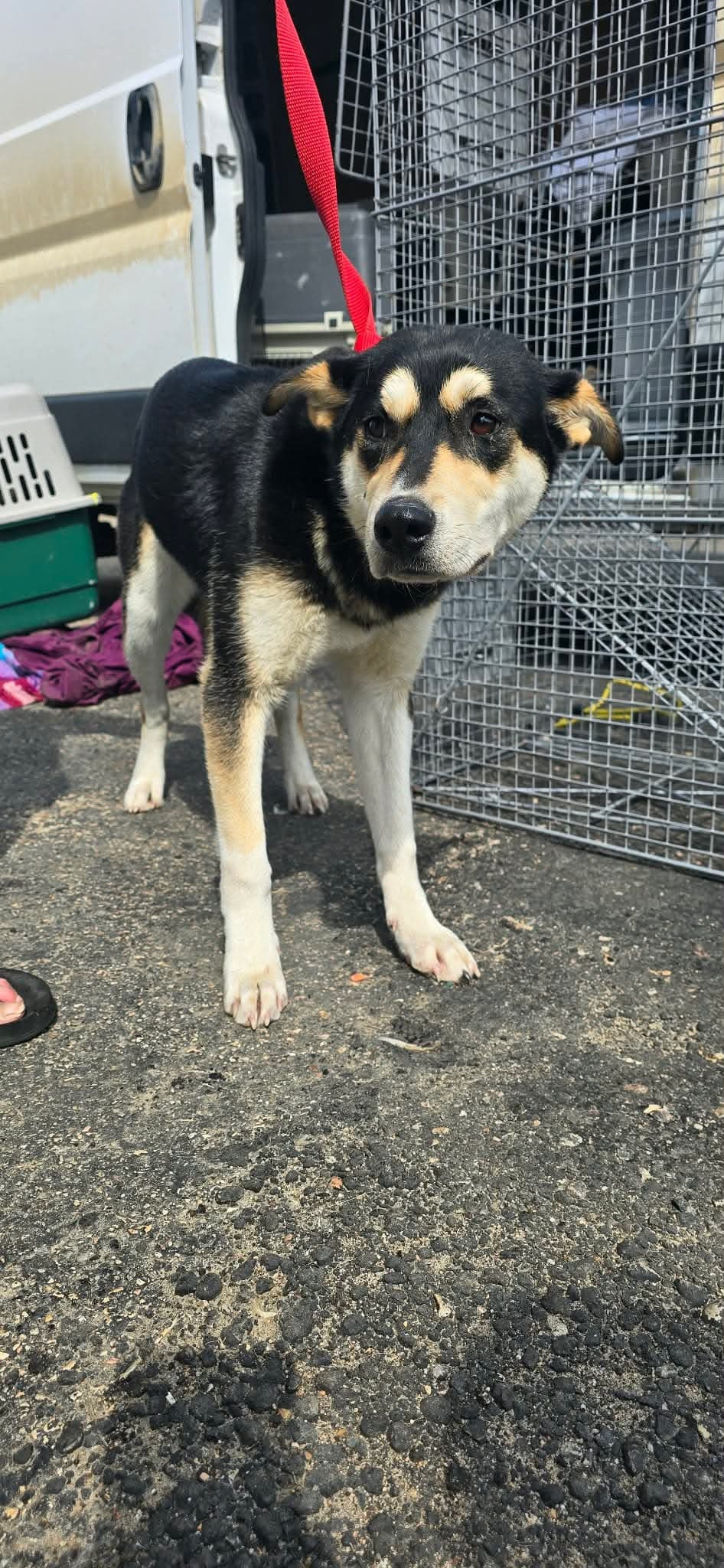 Teine - Shepherd Mix available for adoption at BARCS Rescue in Calgary