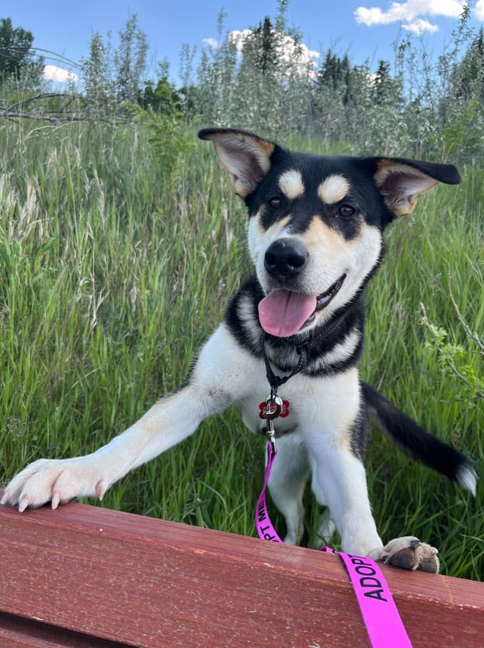 Teine - Shepherd Mix available for adoption in Calgary